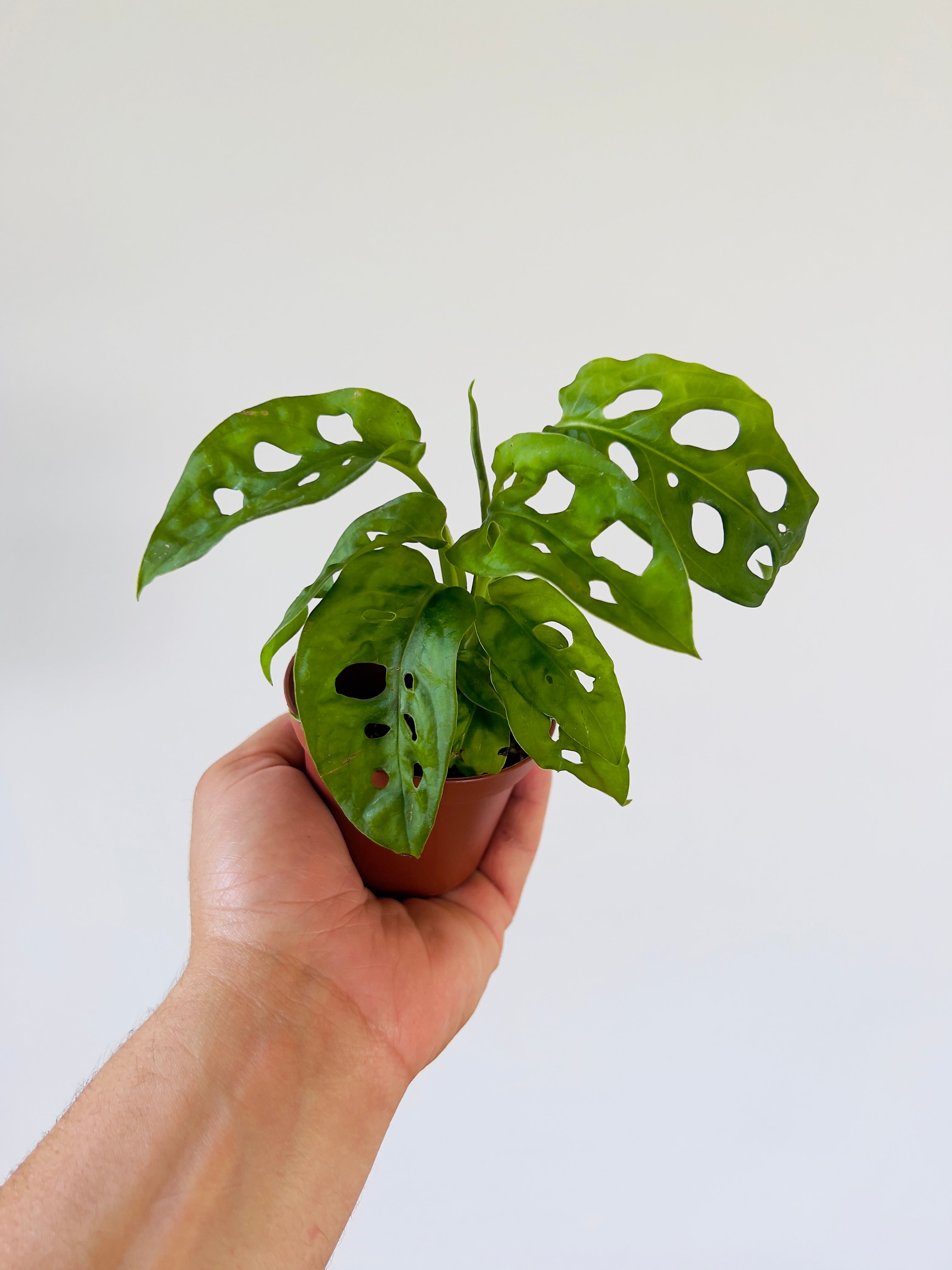 small swiss cheese plant Monstera Swiss Cheese - Starter Plant