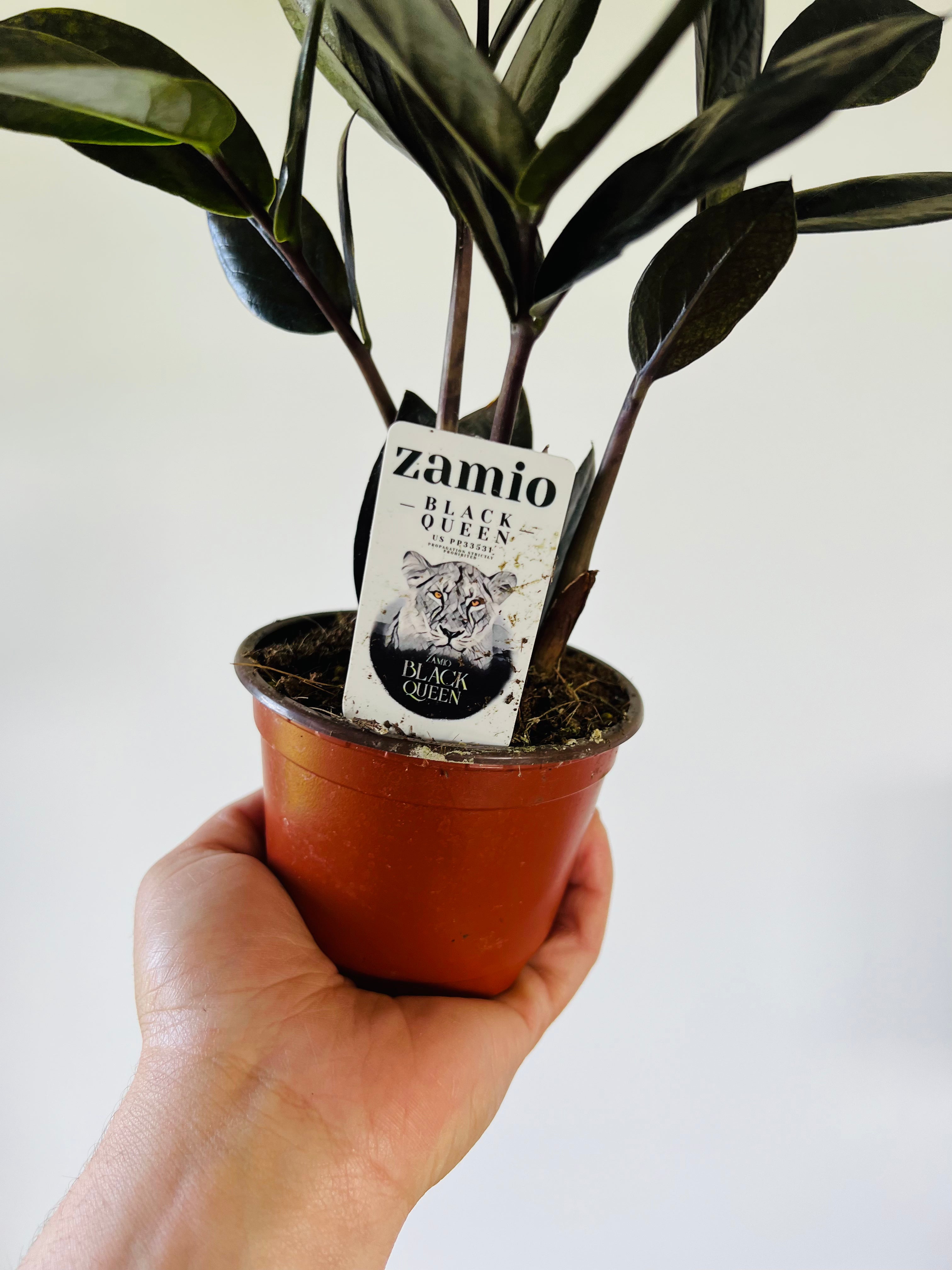 raven zz plant propagation prohibited ZZ Black Queen