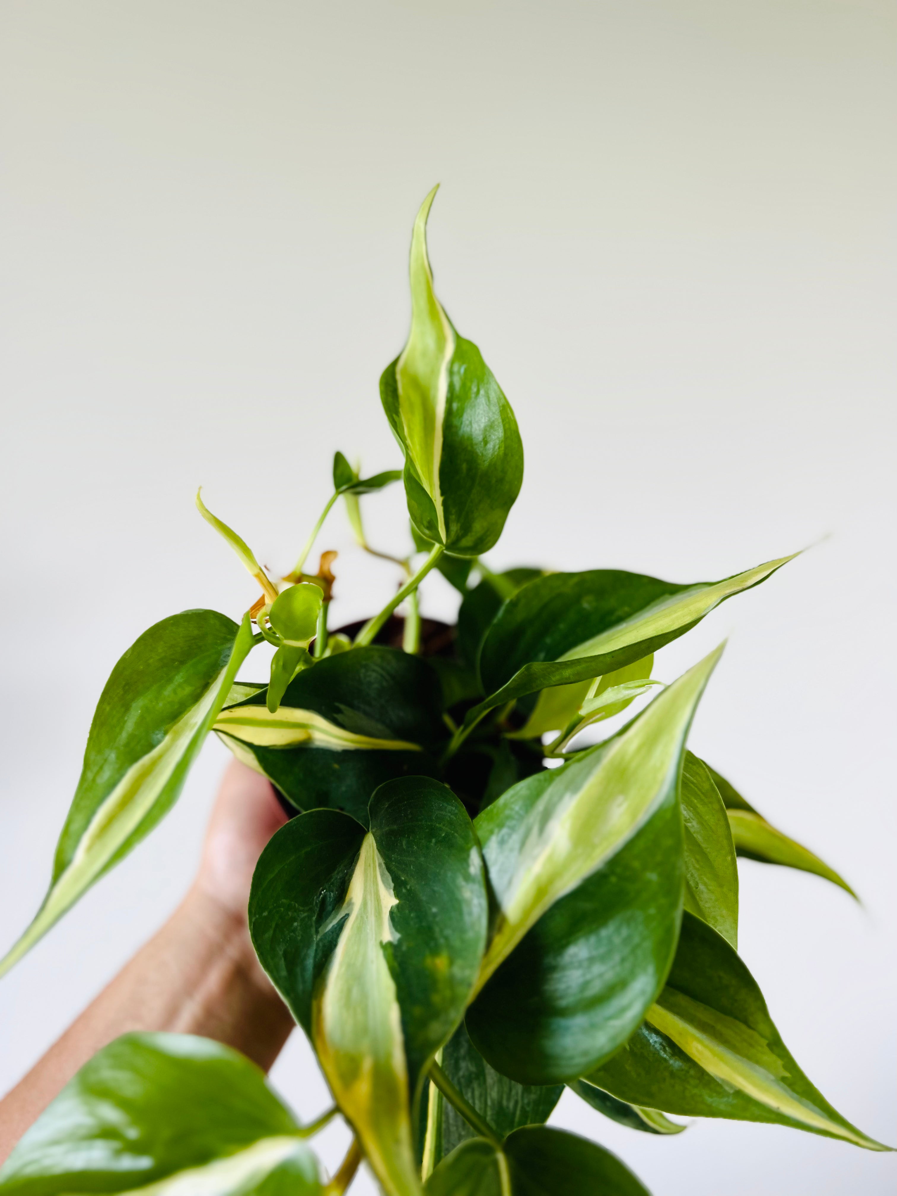 philodendron with stripes Philodendron 'Silver Stripe/Rio' 4"