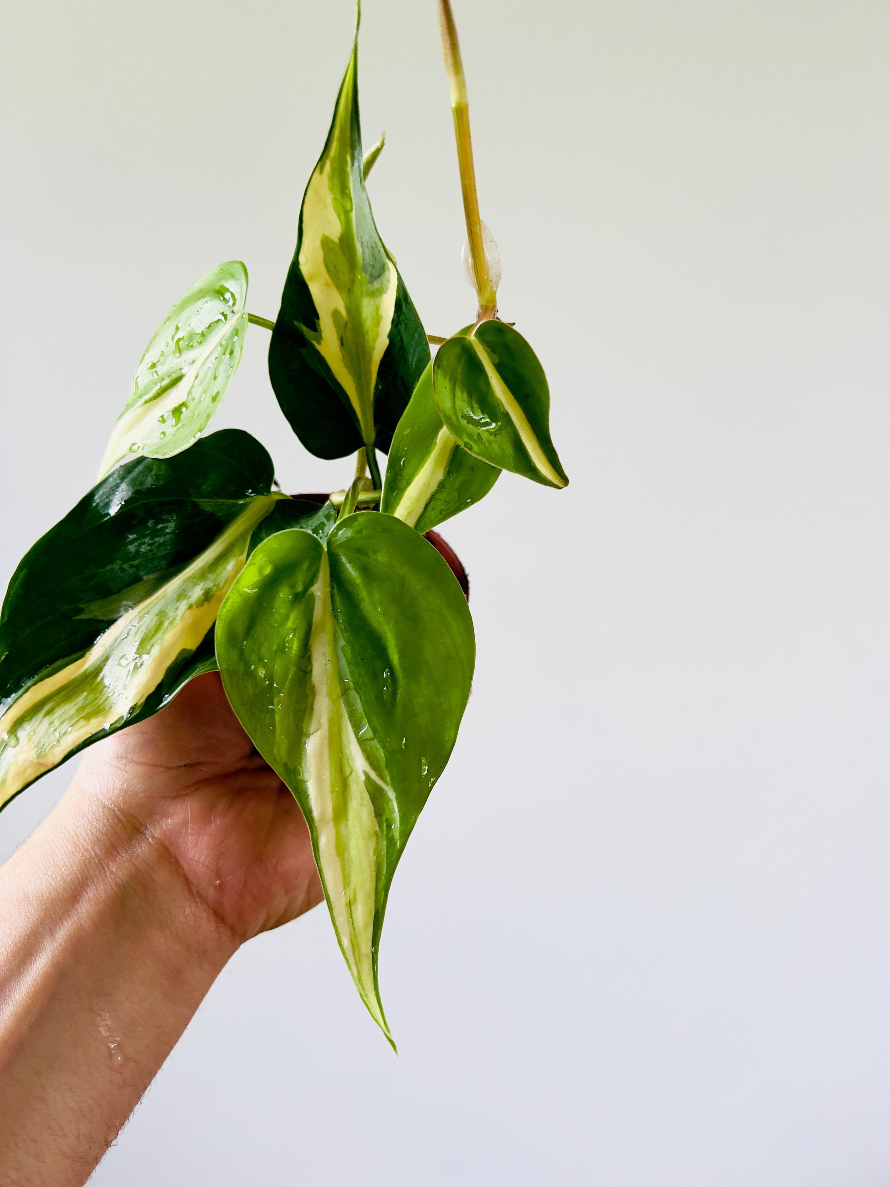 philodendron cream splash vs rio Philodendron hederaceum 'Cream Splash'