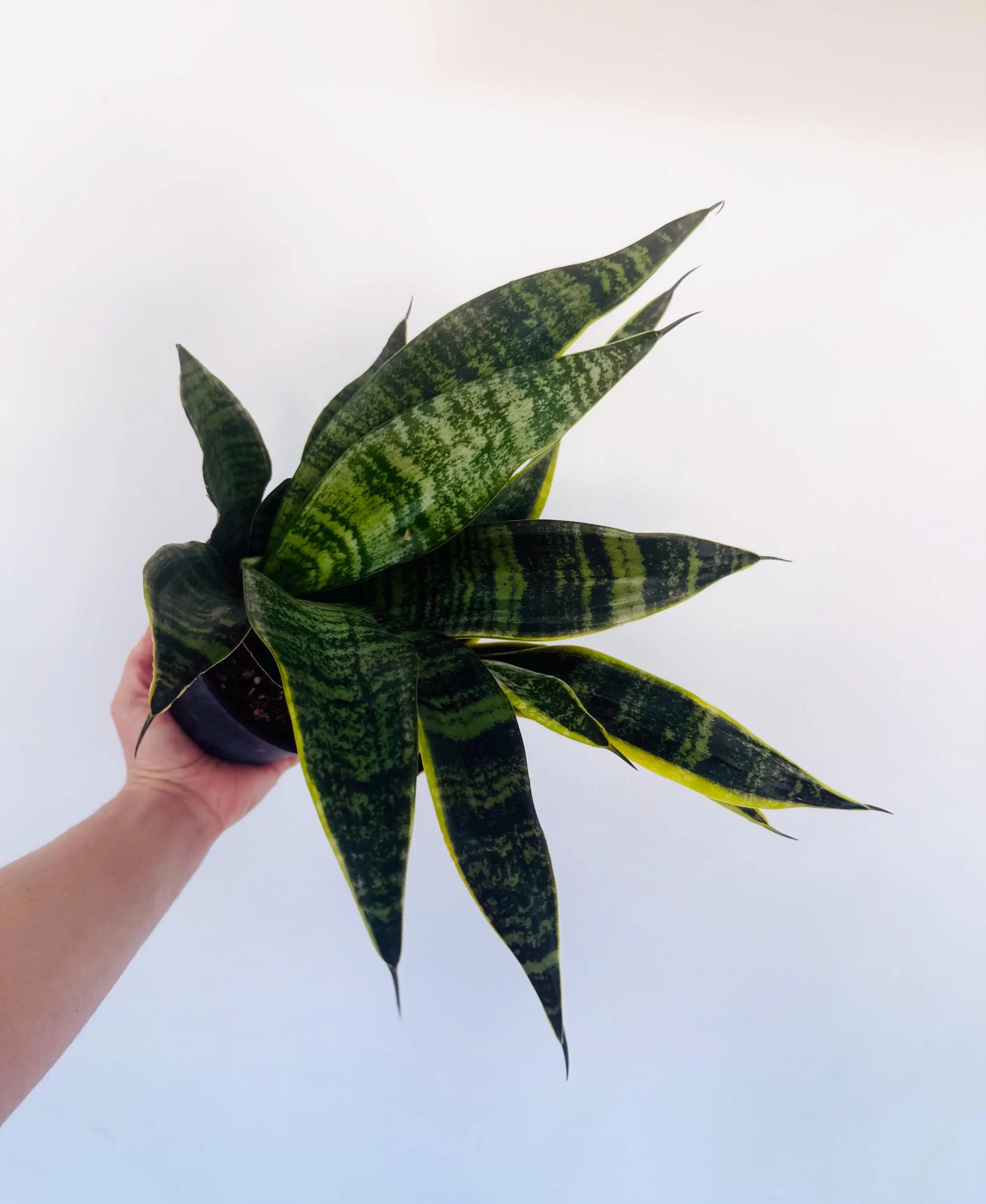 Sansevieria Laurentii Compacta