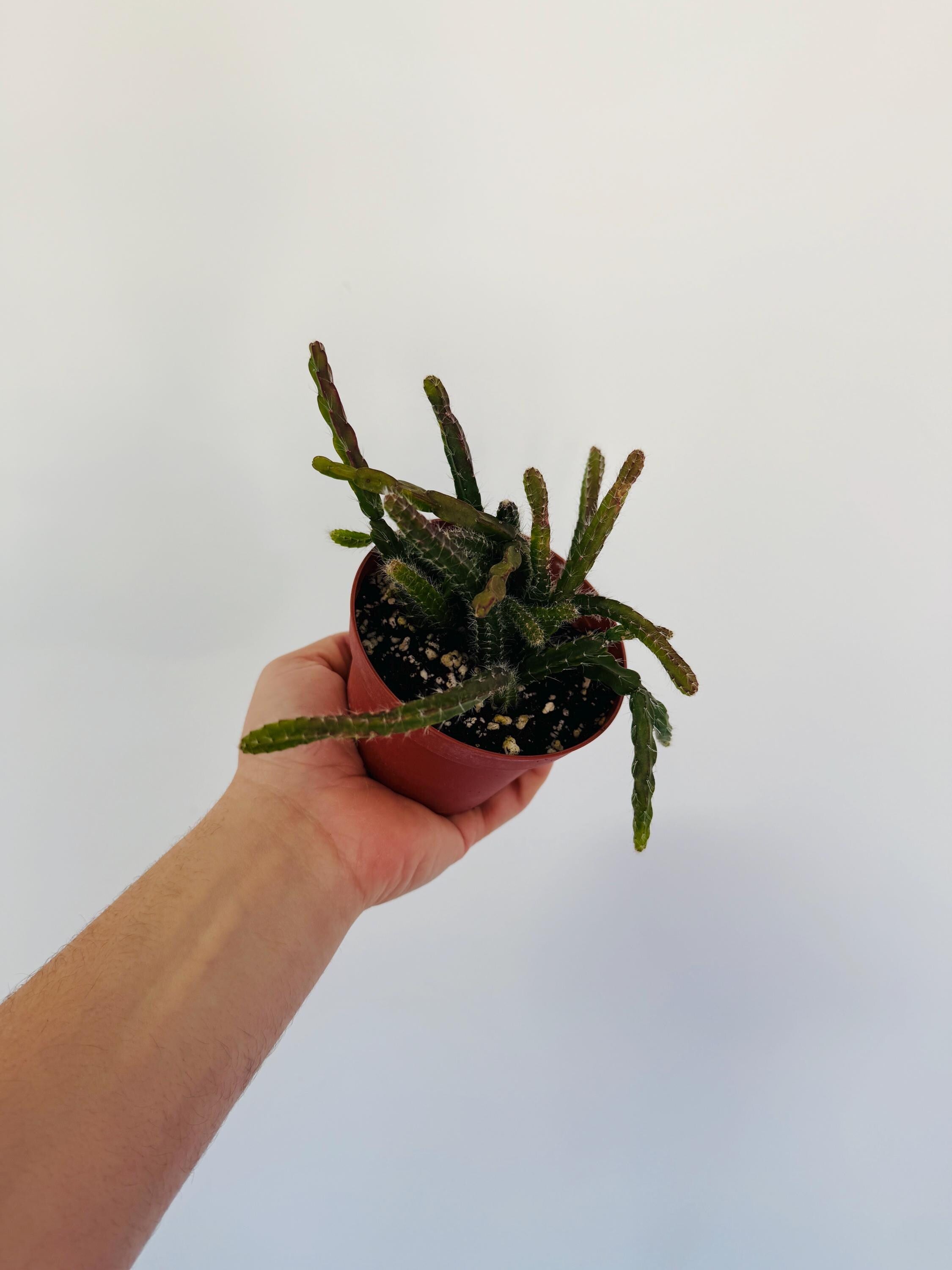 Mouse Tail Cactus