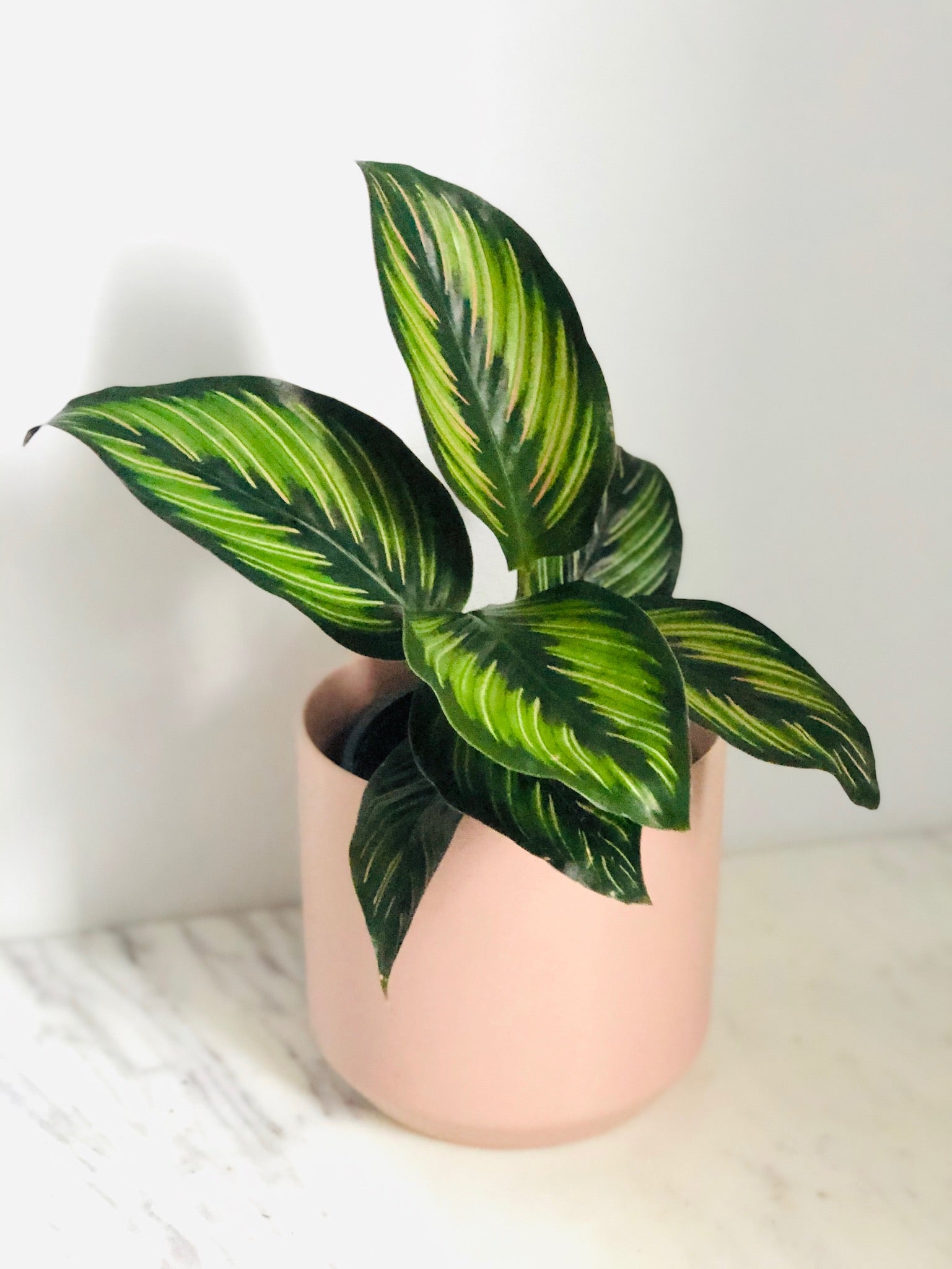 calathea star beauty Calathea
