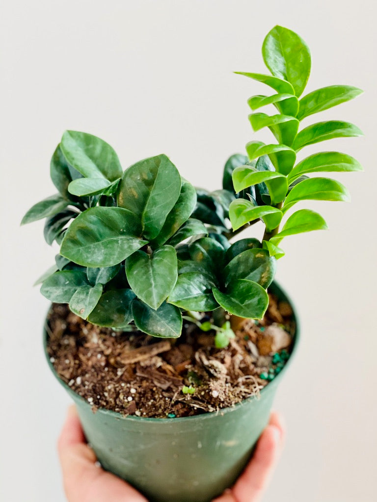 ZZ Zenzi Dwarf ZZ Plant 4" Pot Brumley & Bloom