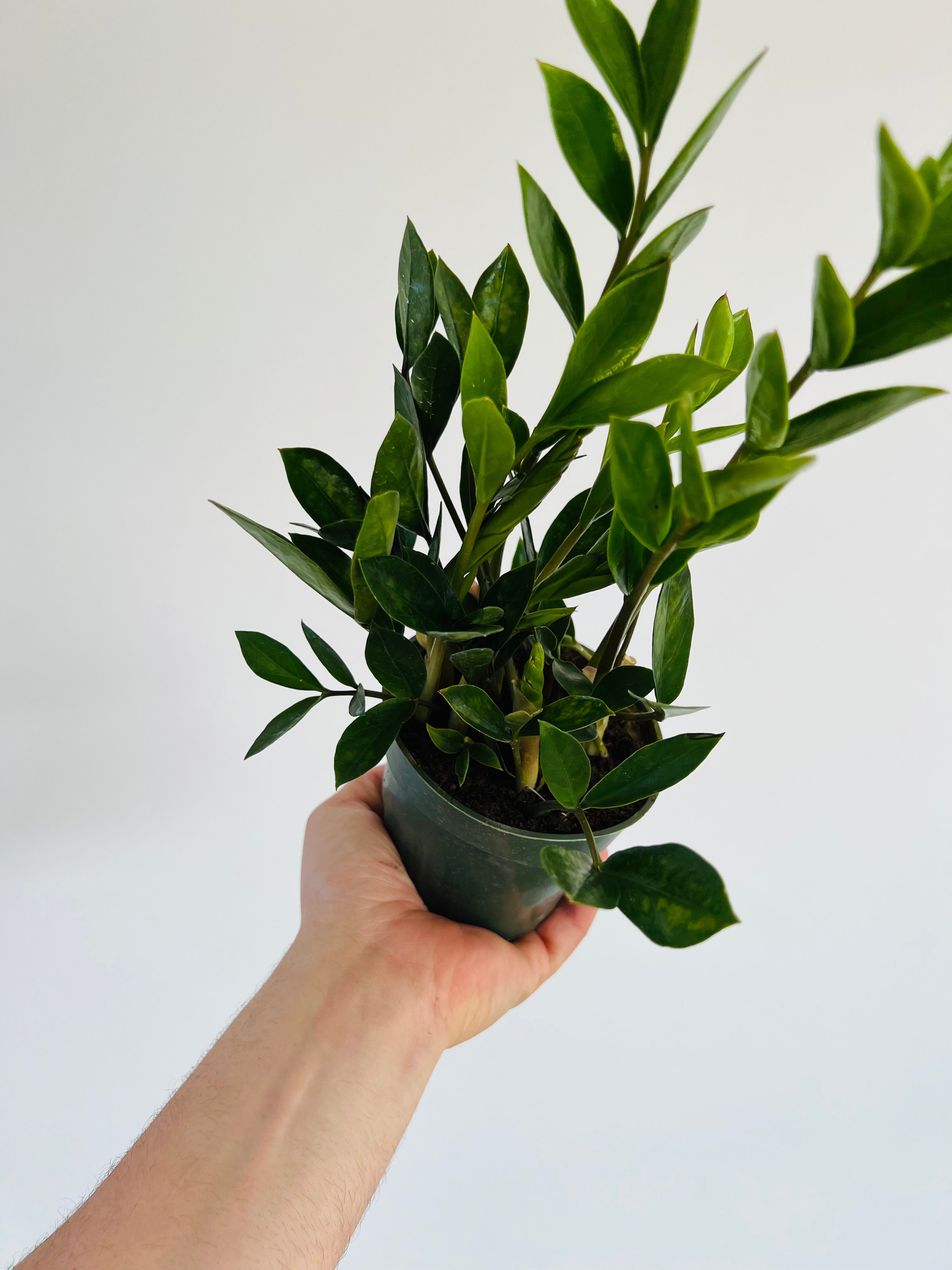 costa farms zz zamioculcas zamiifolia indoor plant Care UK Costa Farms Indoor ZZ Plant Zamioculcas Zamiifolia House Plant In 10 Drought Tolerant Houseplant