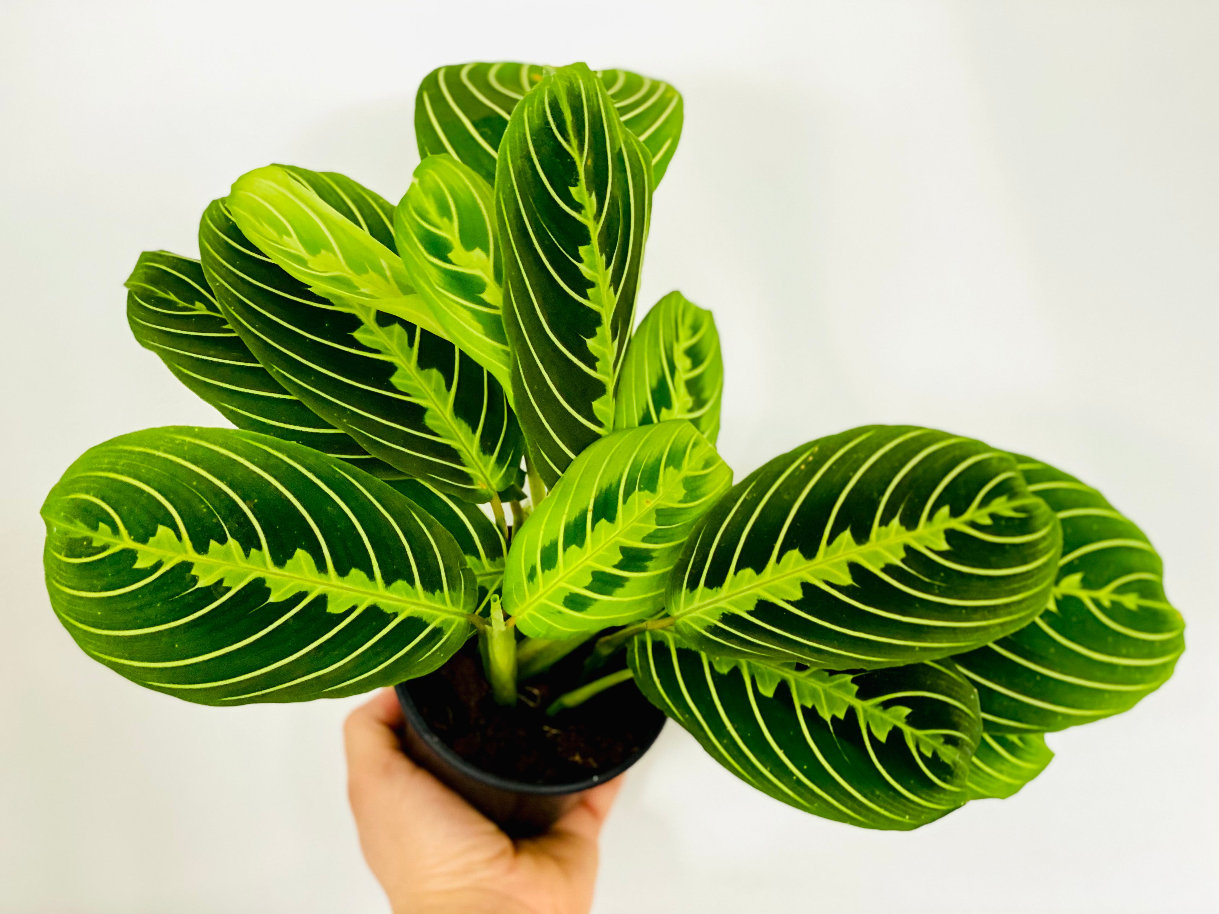 Lemon-Lime Prayer Plant 4in