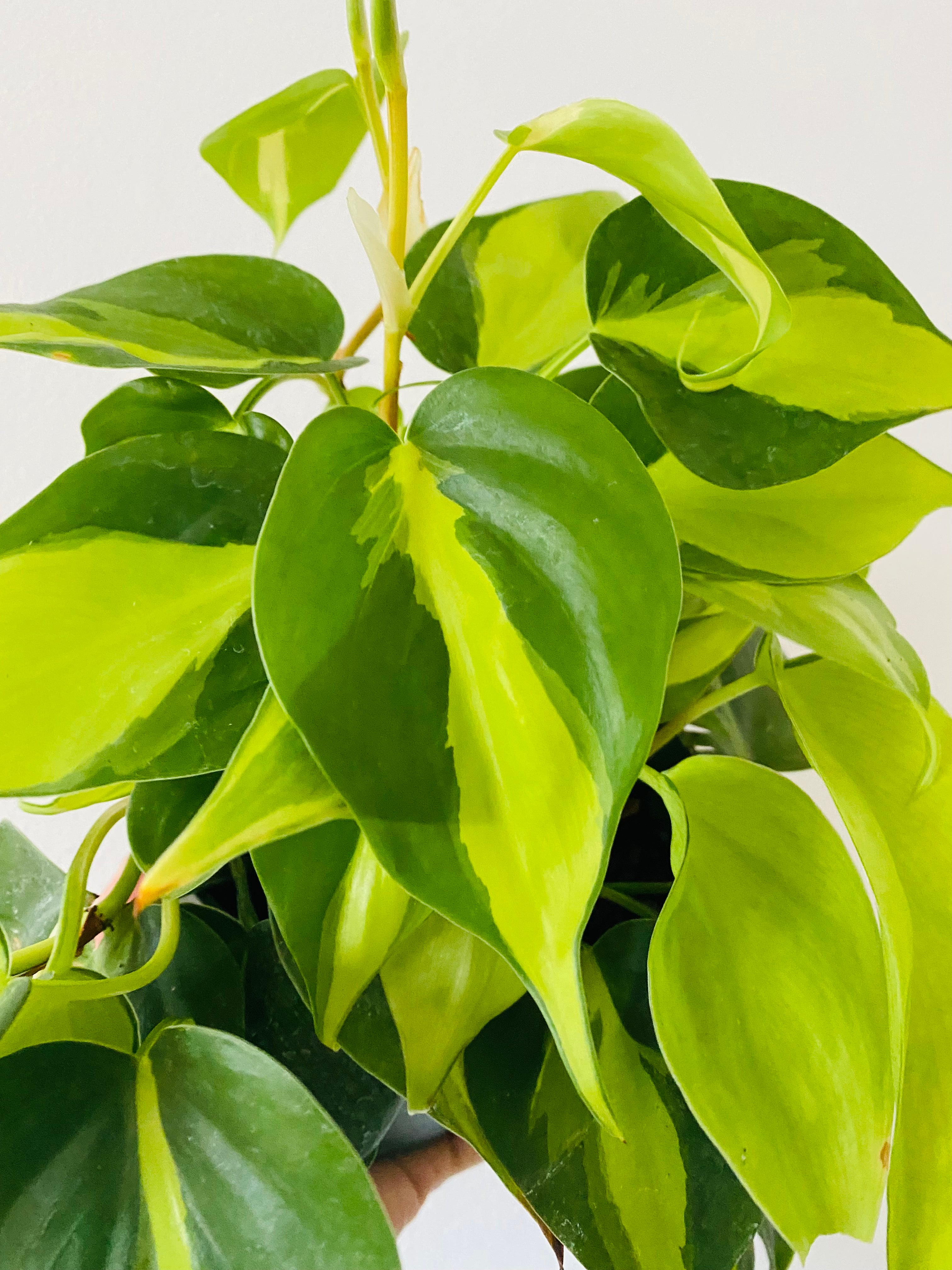 brazil philodendron Philodendron Hederaceum 'Brasil'