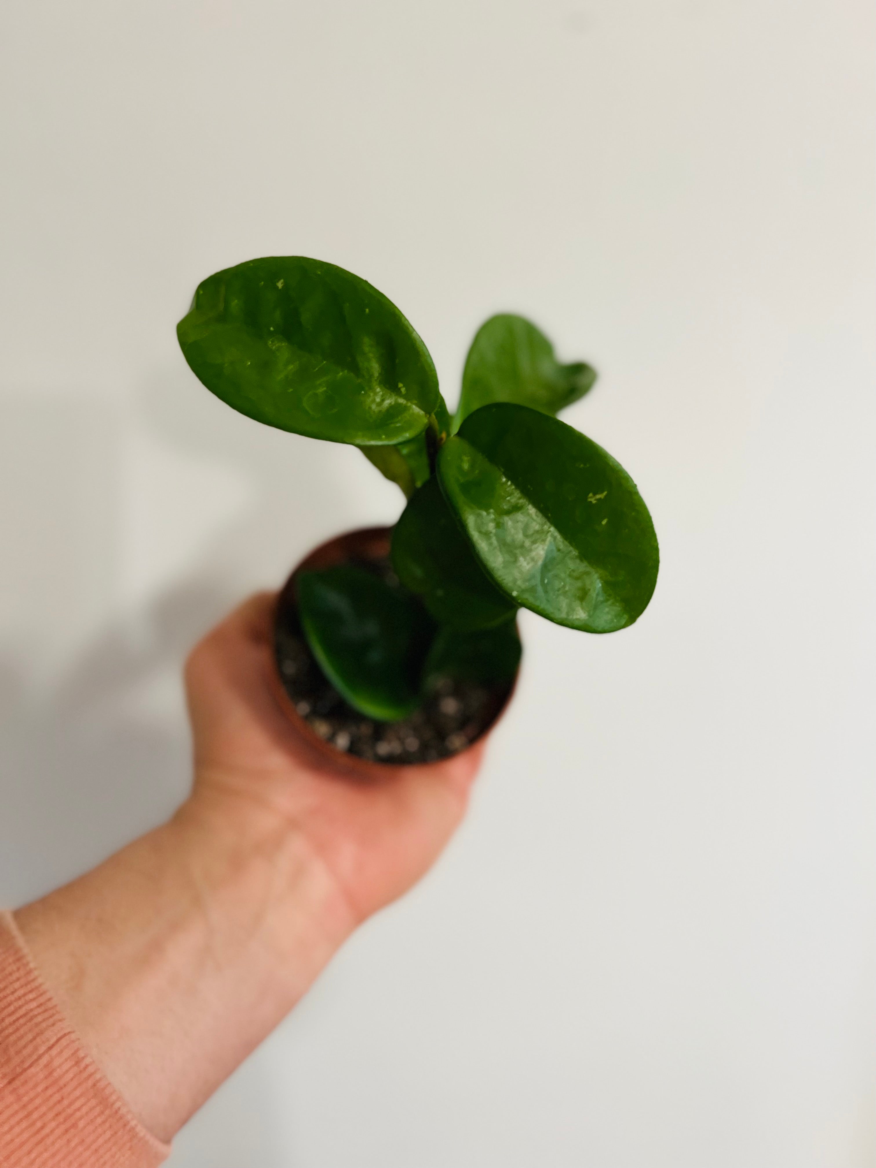 Hoya Carnosa 'Krinkle 8' - Ripple Hoya - 3