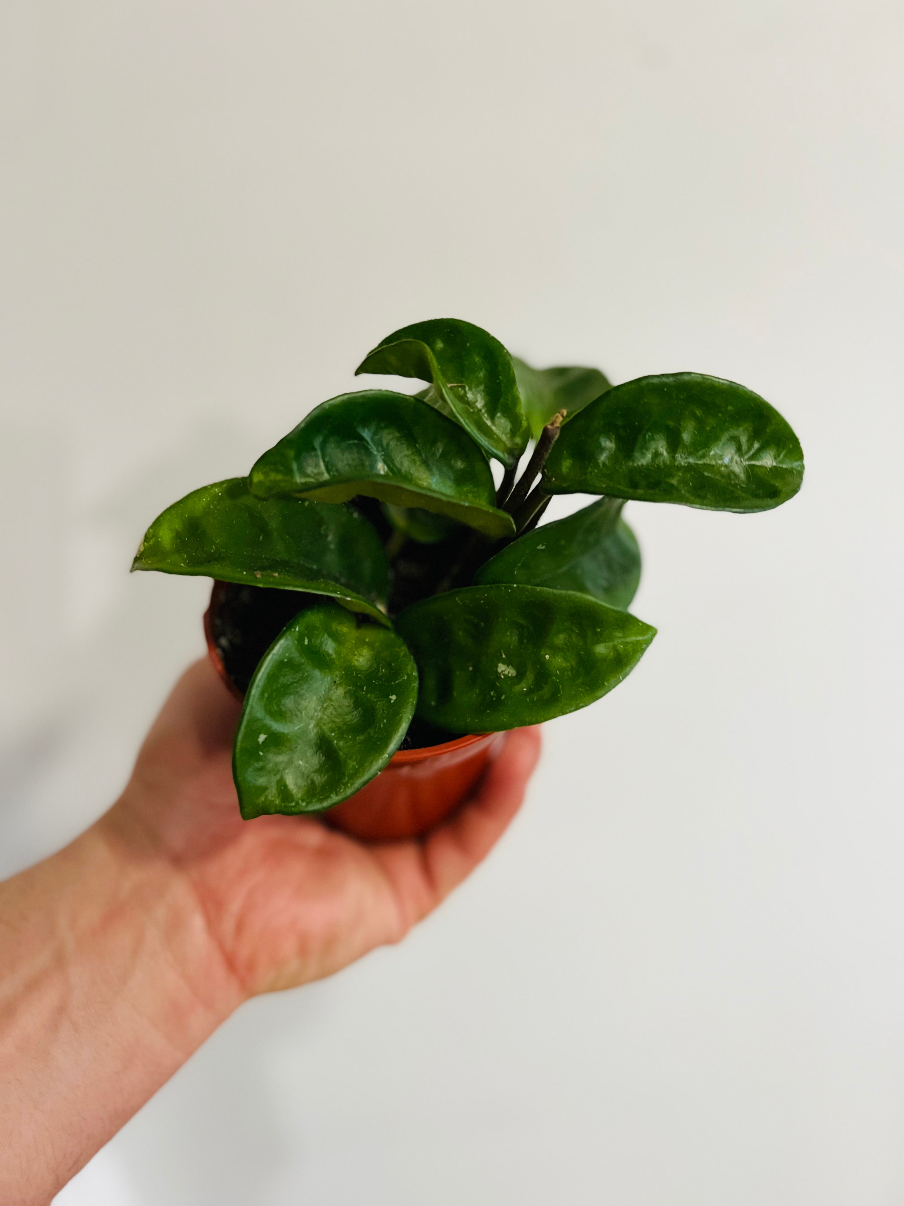 Hoya Carnosa 'Krinkle 8' - Ripple Hoya - 4