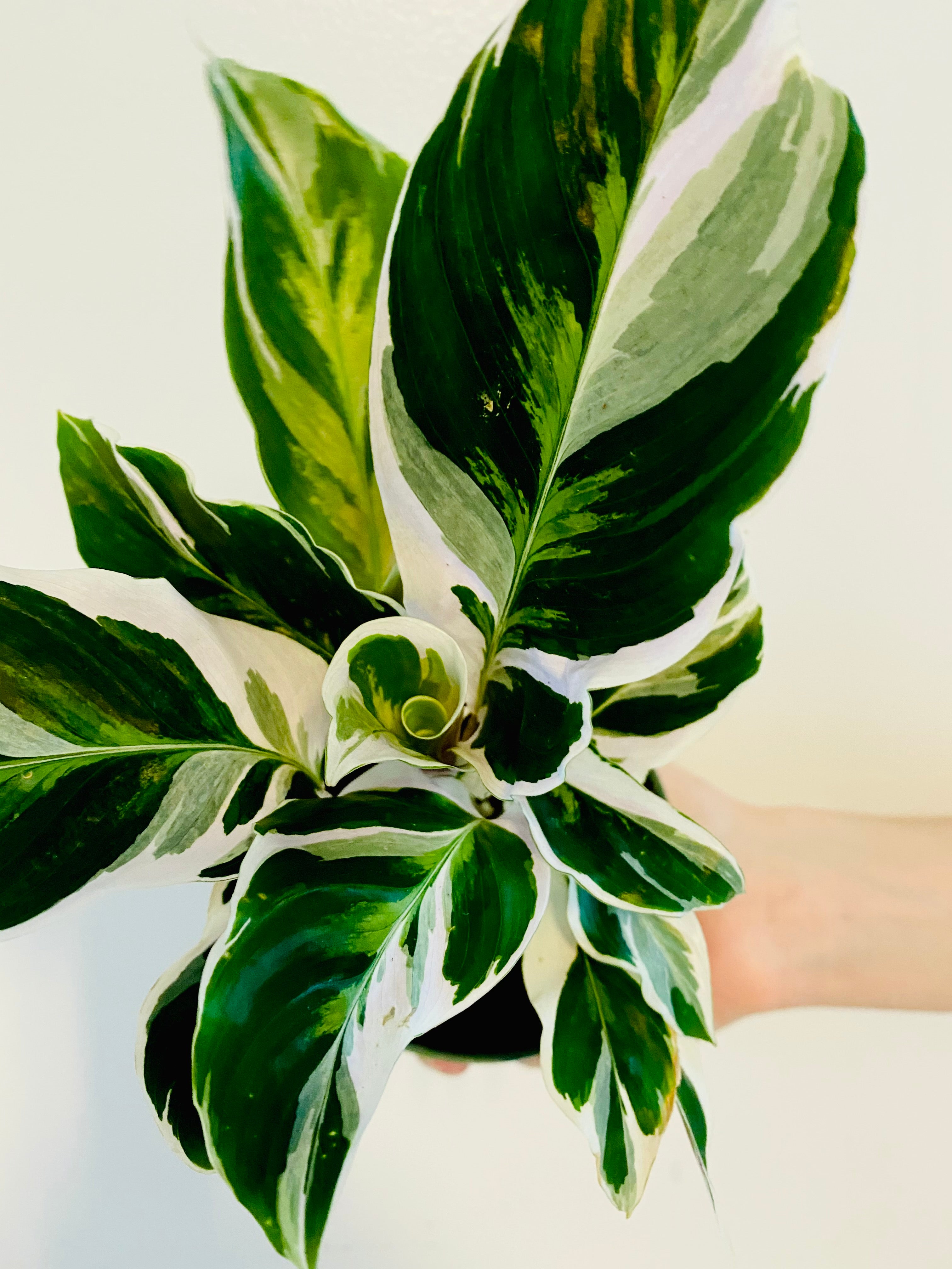 bromelie im topf Guzmania – Bromelie - verschiedene Farben main image 1