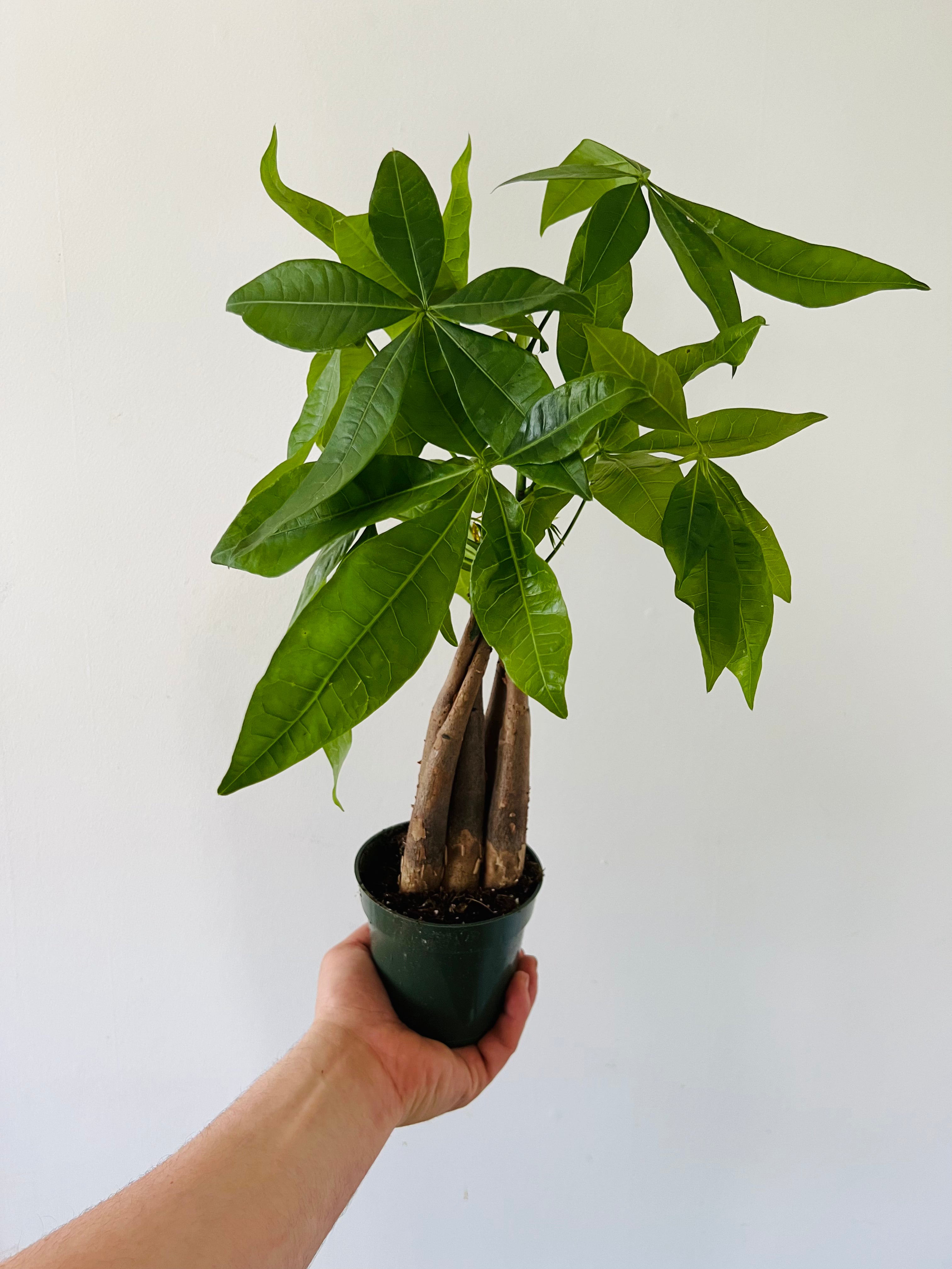 Money Tree Braid - Pachira Aquatica