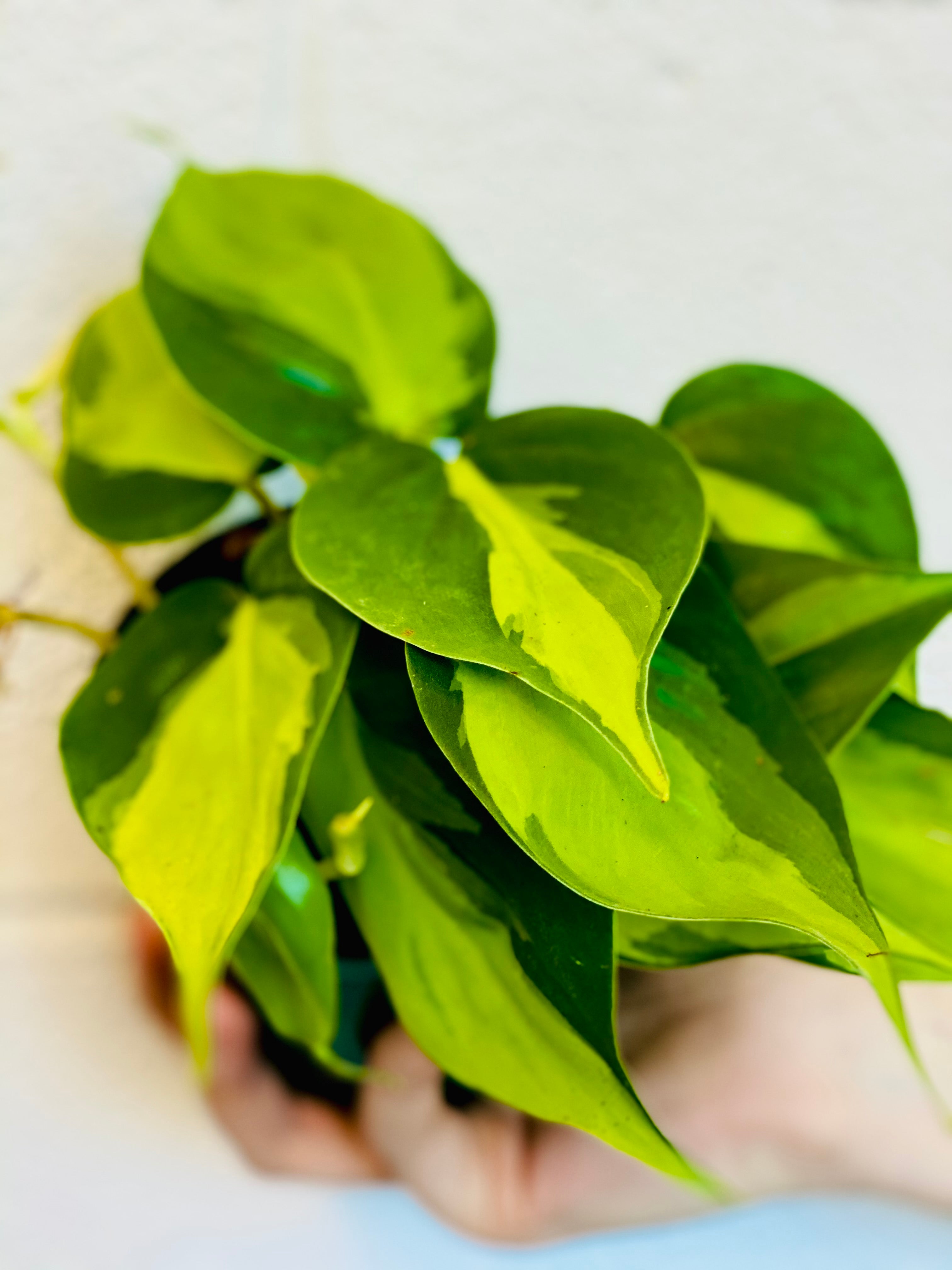 Philodendron hederaceum BRASIL - 4"