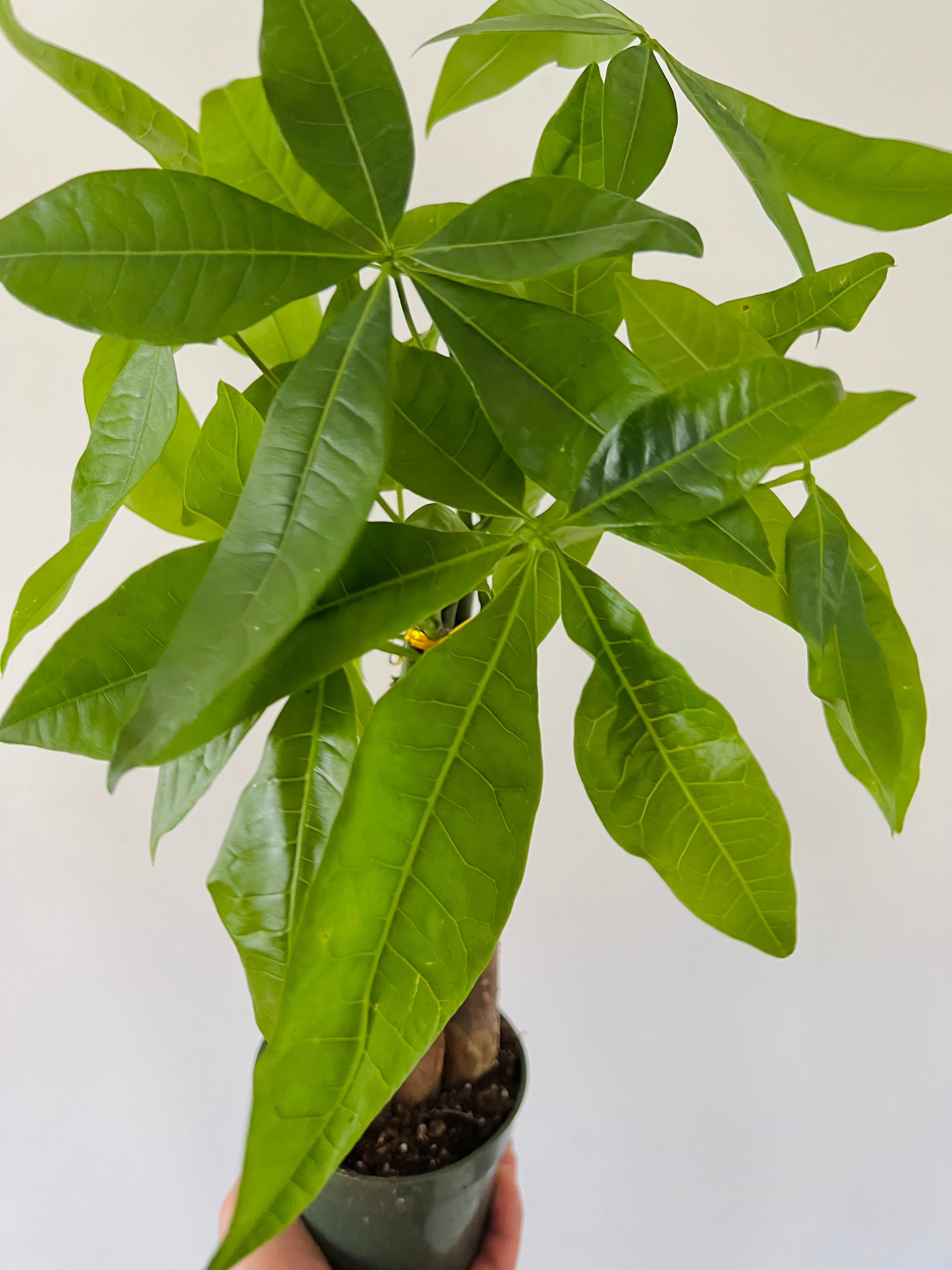 braided money plant care Money Tree Braid - Pachira Aquatica