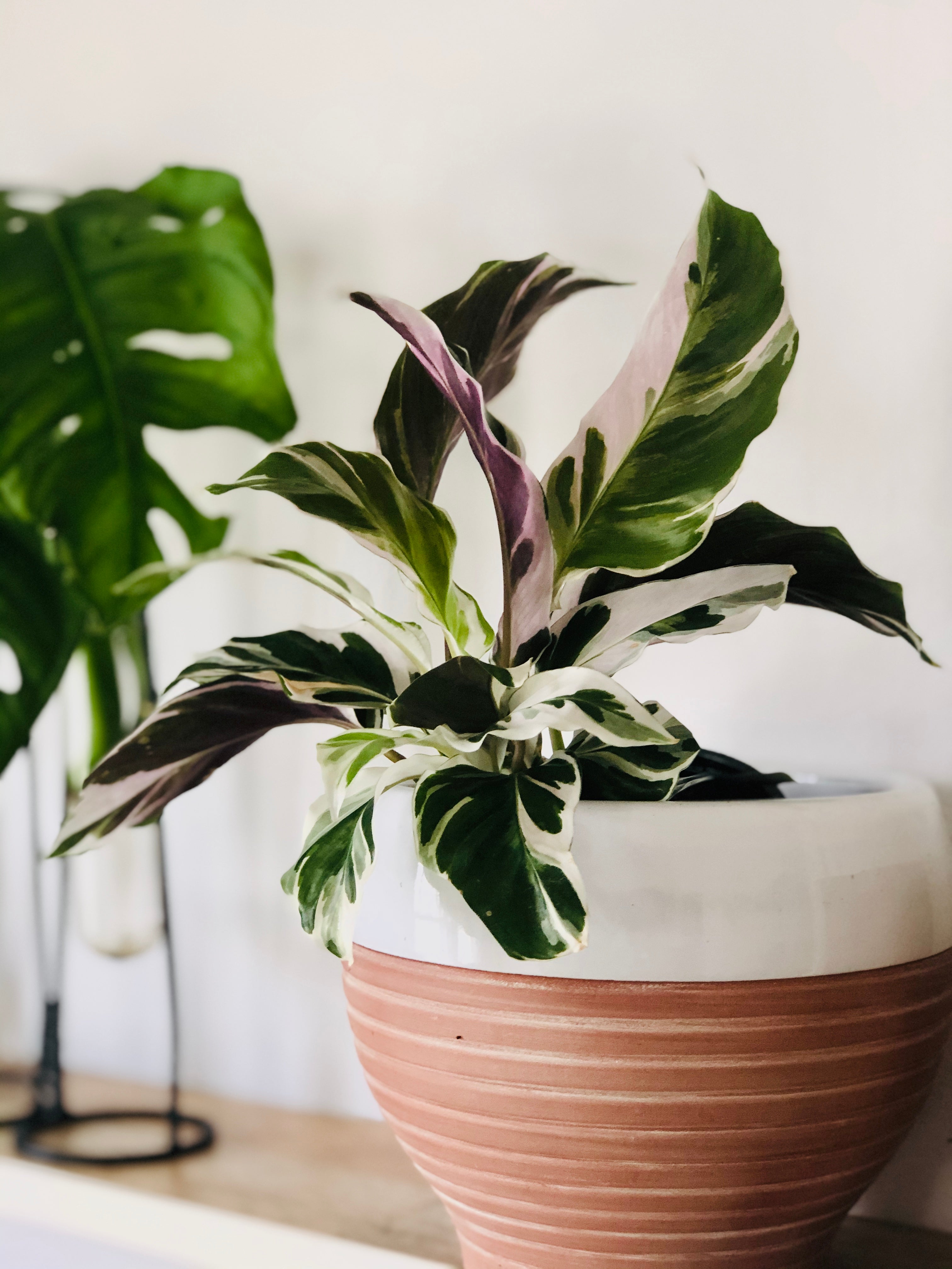 Calathea 'White Fusion'