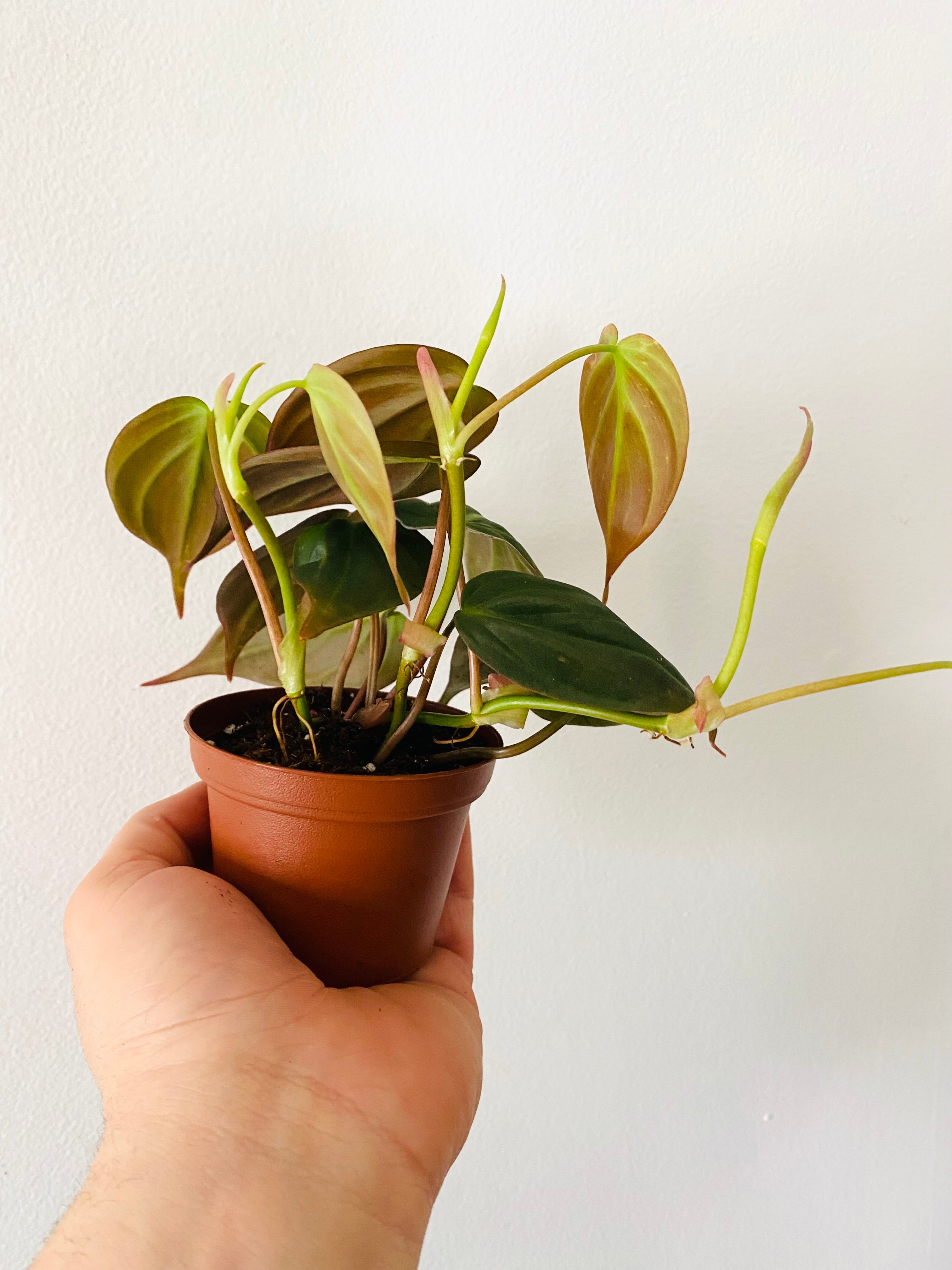 philodendron micans turning red Philodendron Micans