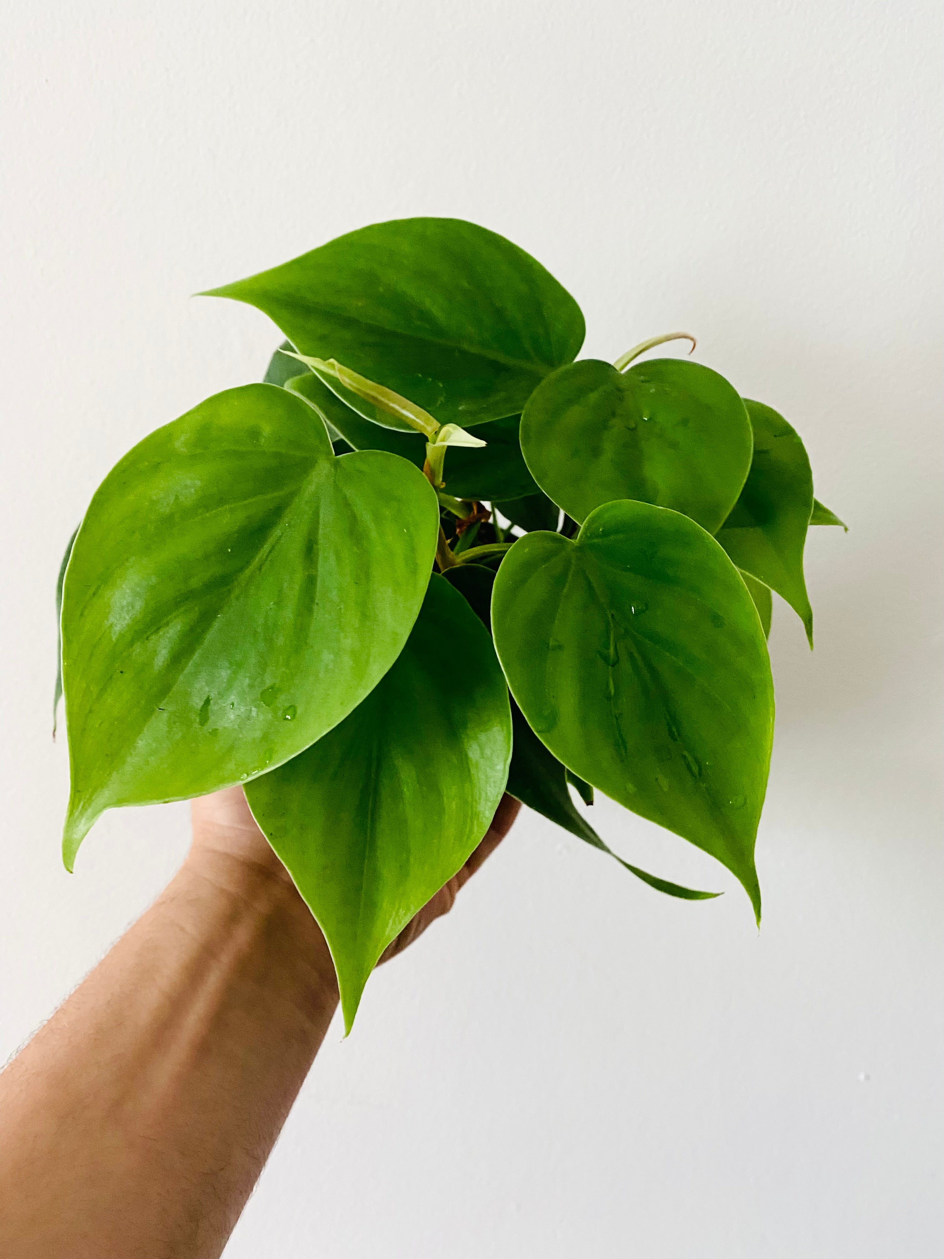 Heart Leaf Philodendron 4in