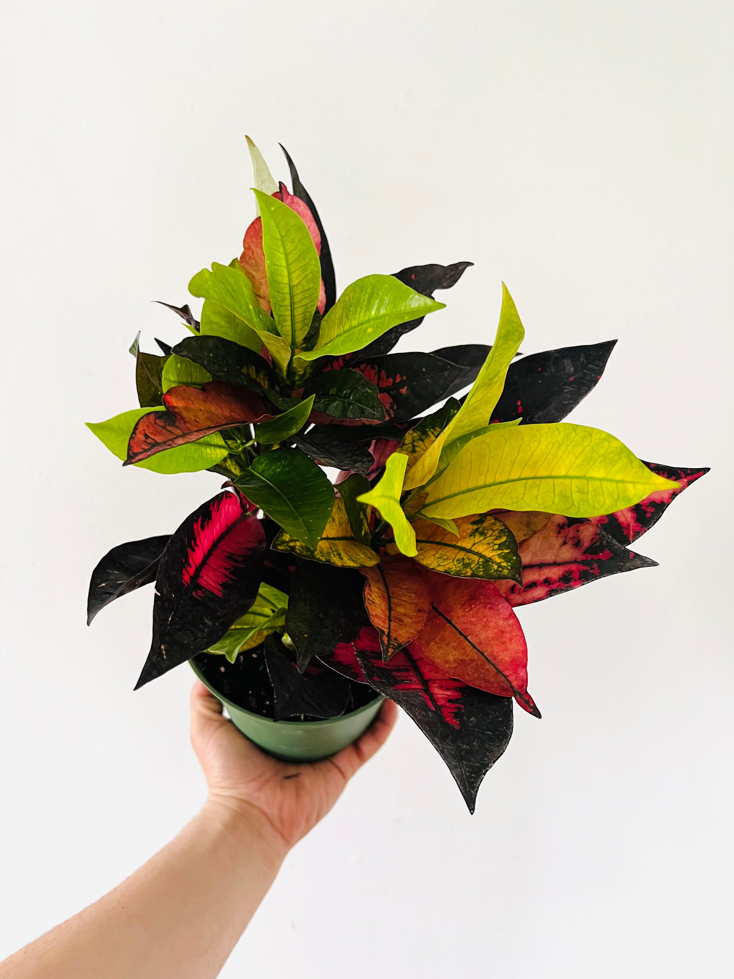 Croton Red Iceton
