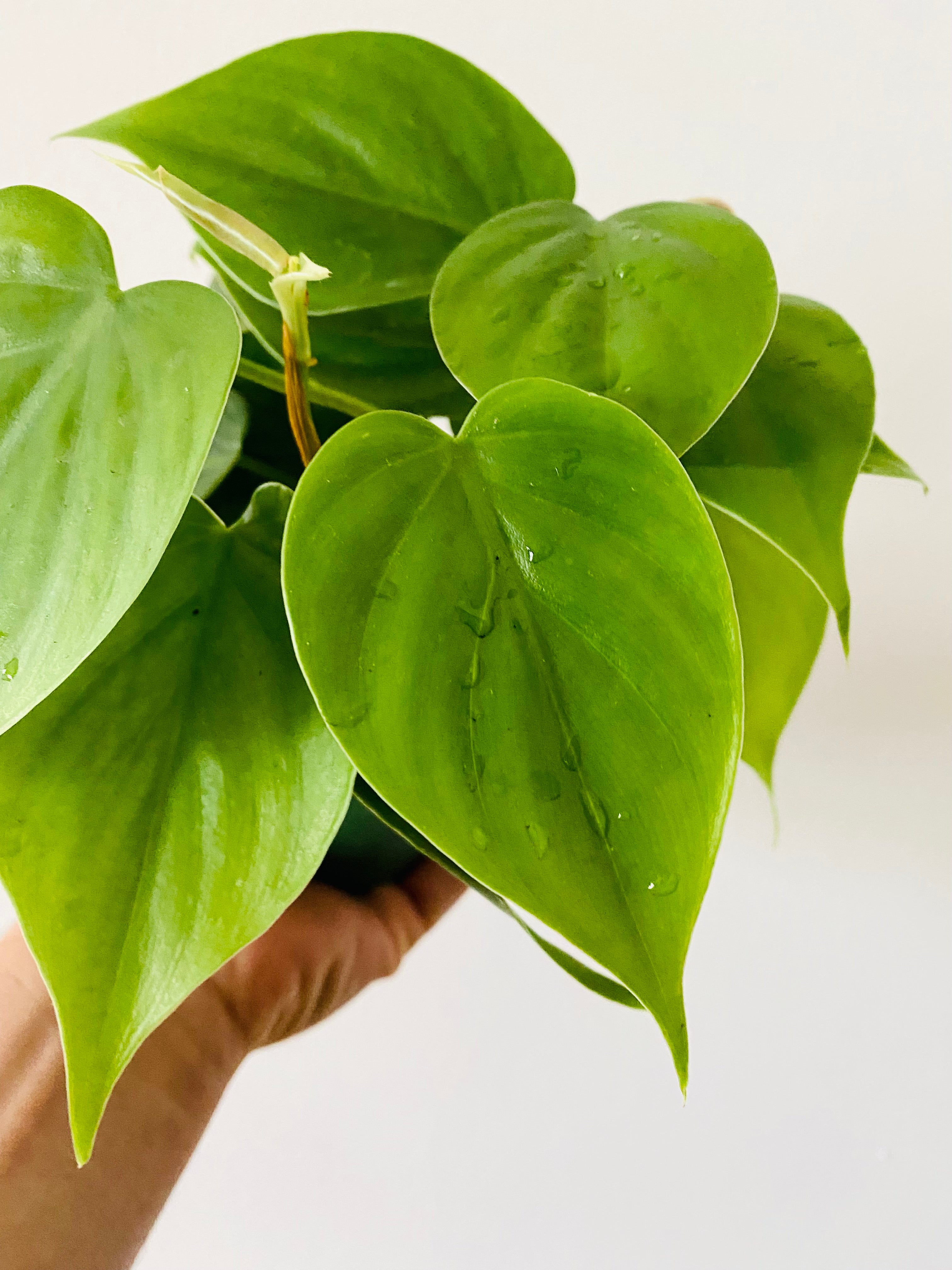heart shaped leaves ivy or philodendron Heart Leaf Philodendron 4in