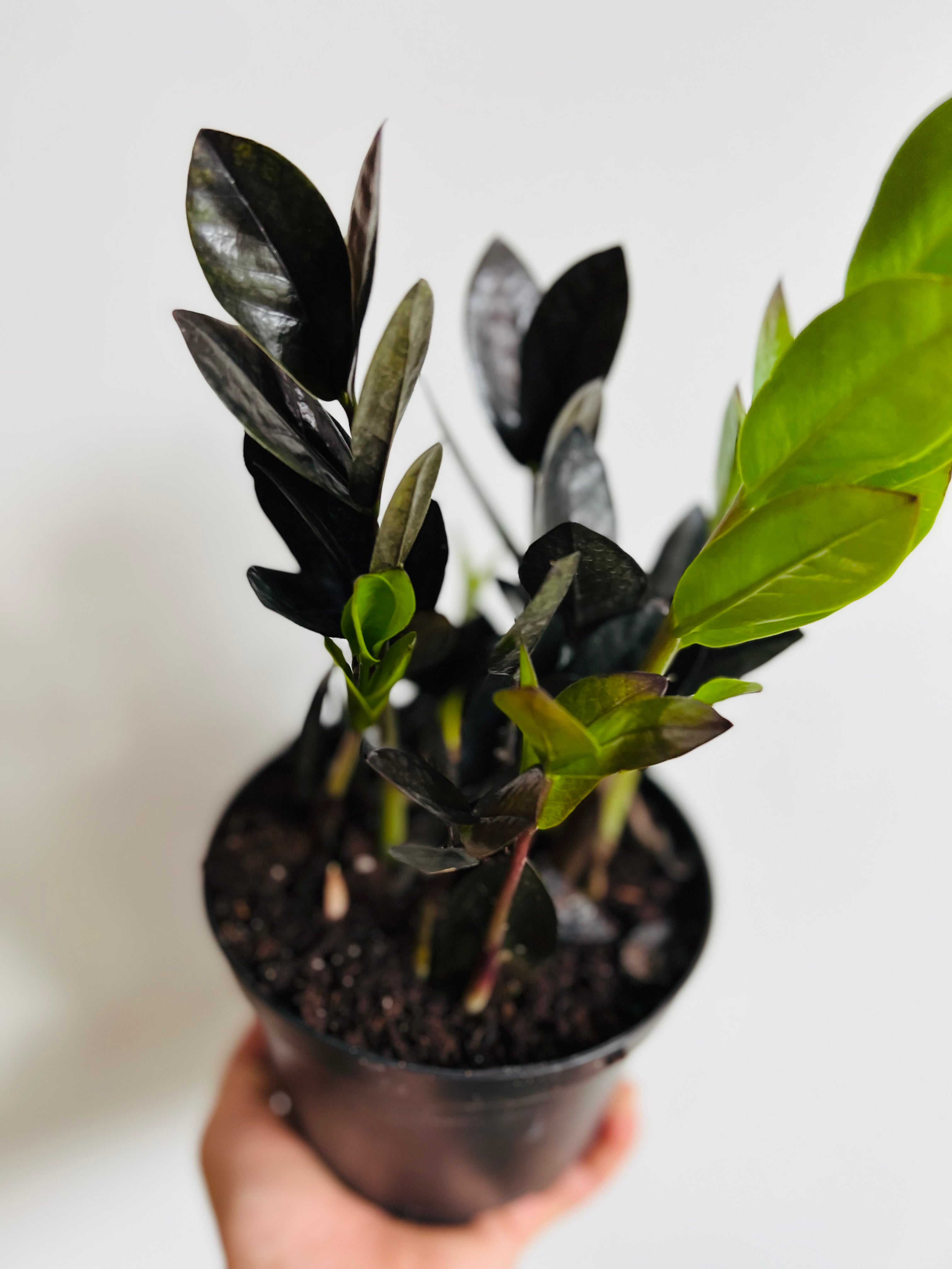 ZZ 'Nova Star' - 6" Pot  Brumley & Bloom
