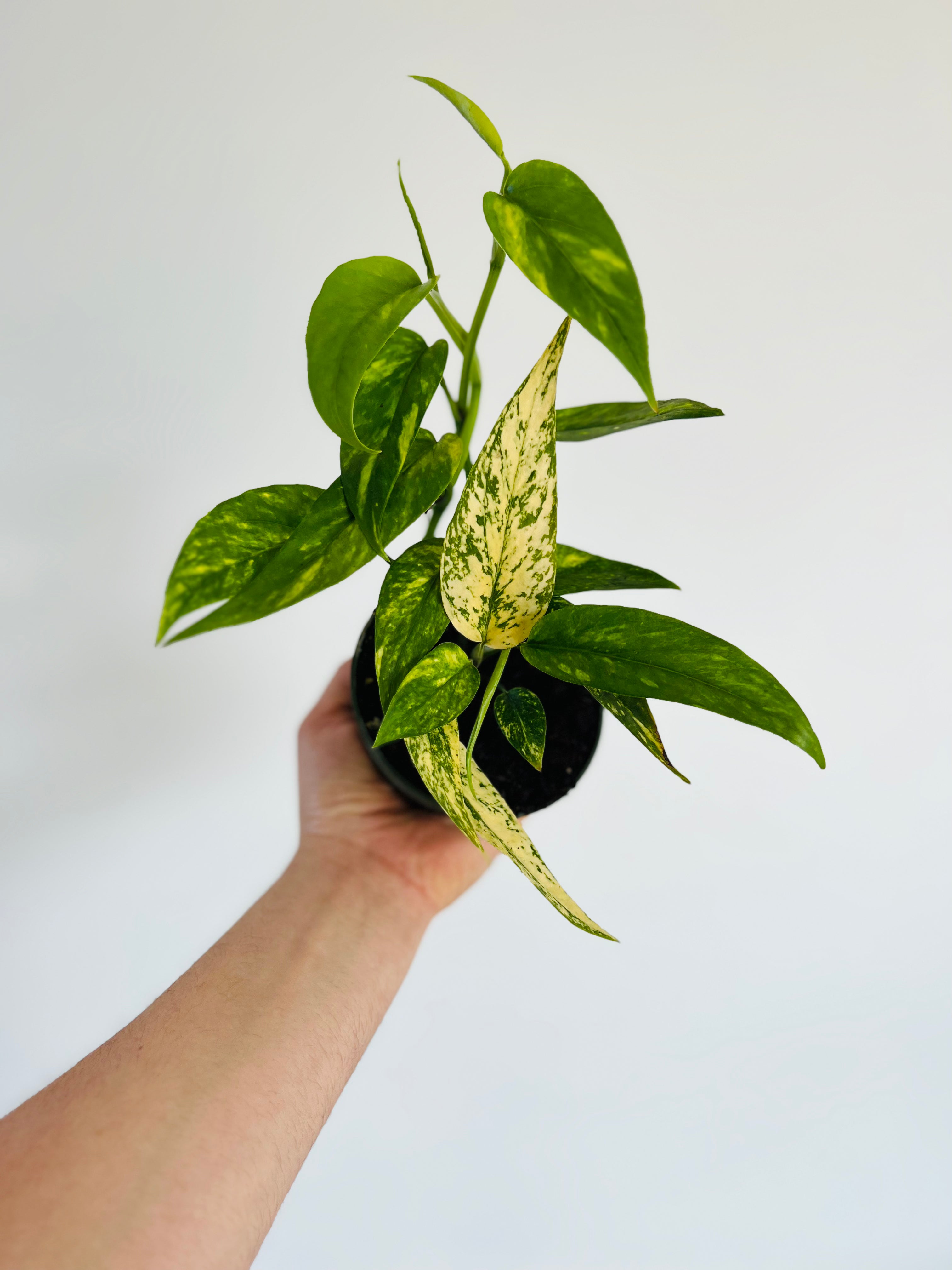 Epipremnum Pinnatum Aurea 'Yellow Flame' - Trailing - 4 Pot