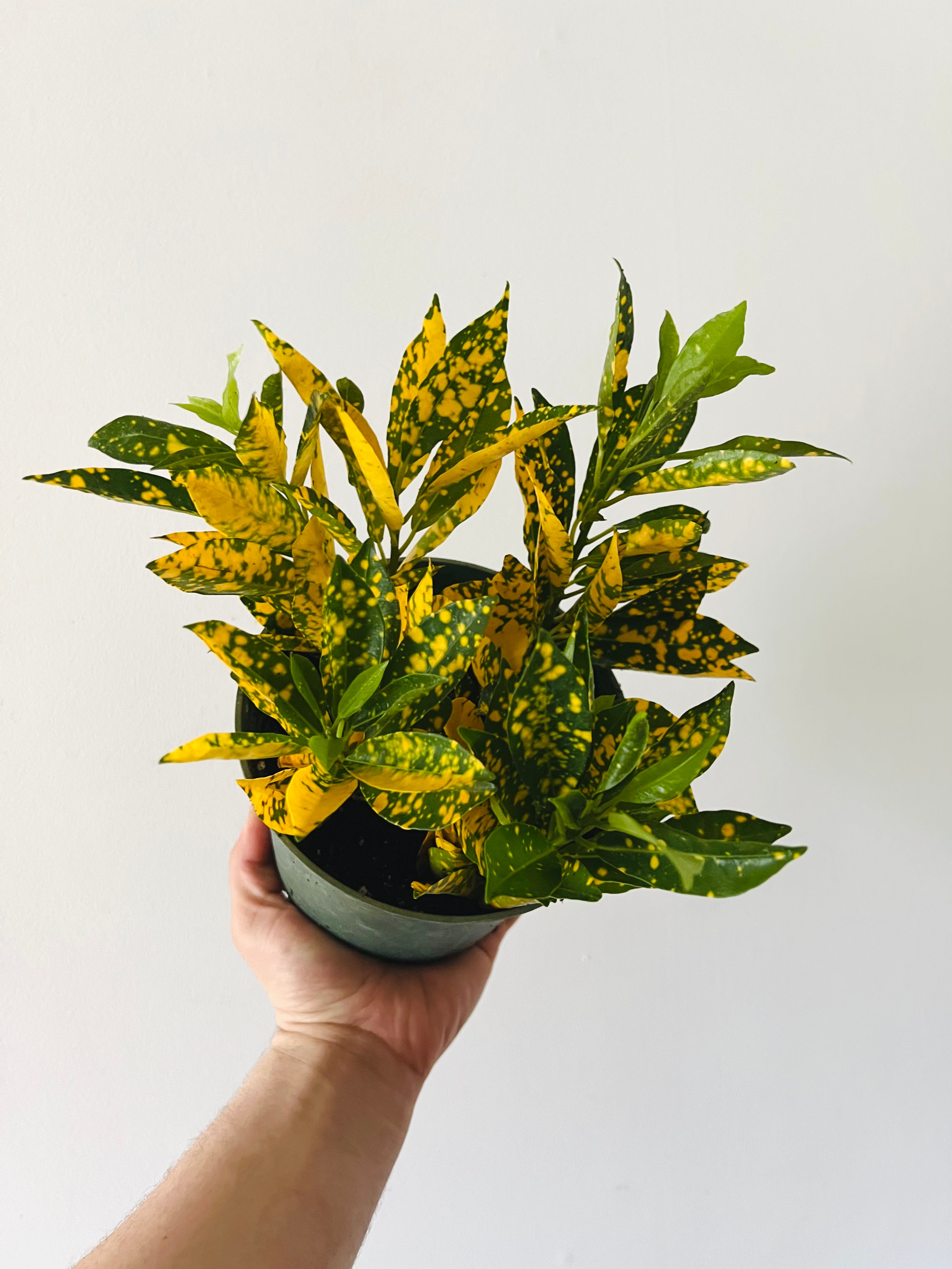 Gold Dust Croton - 6