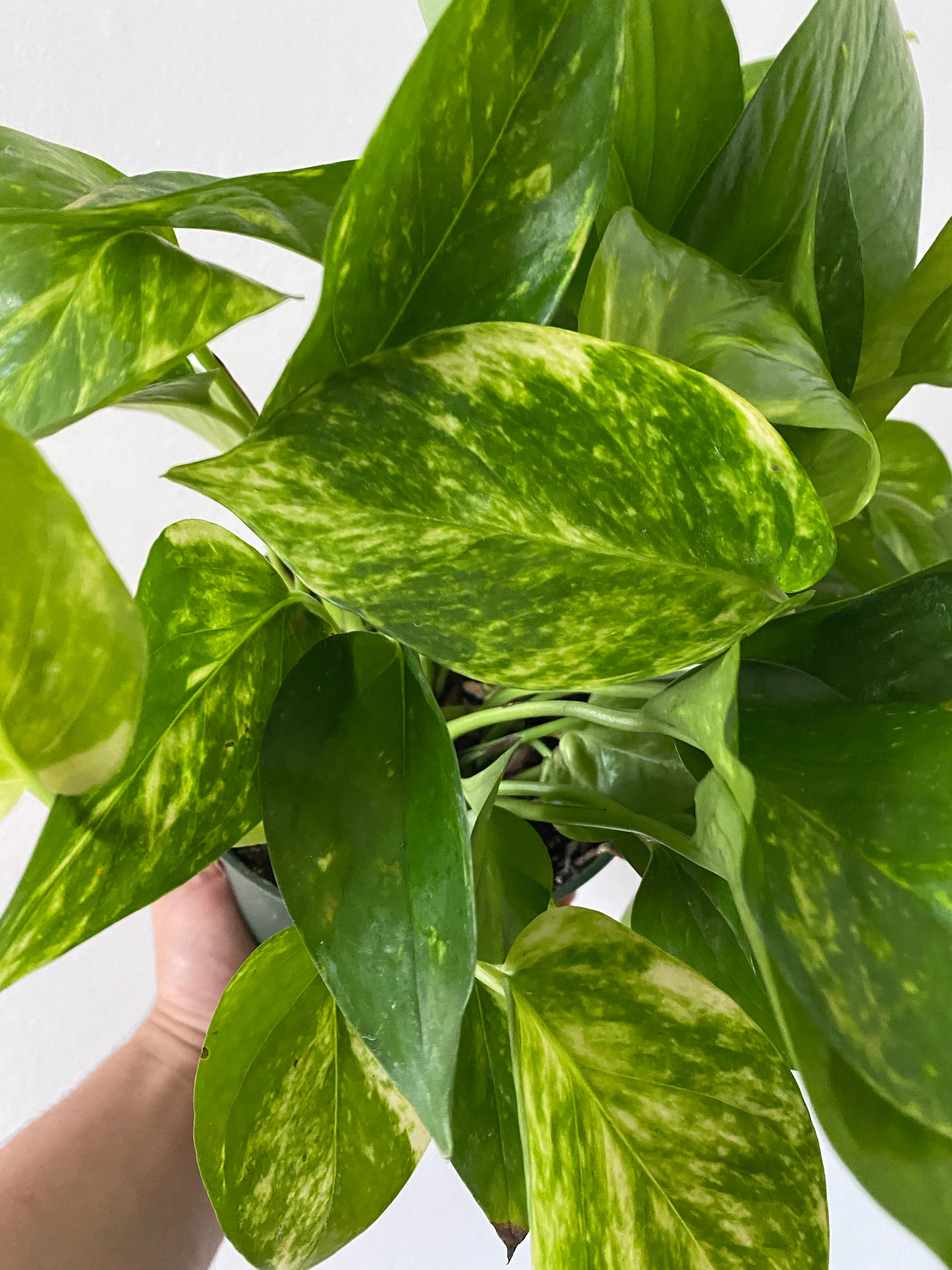epipremnum aureum golden pothos Golden Pothos - Epipremnum Aureum