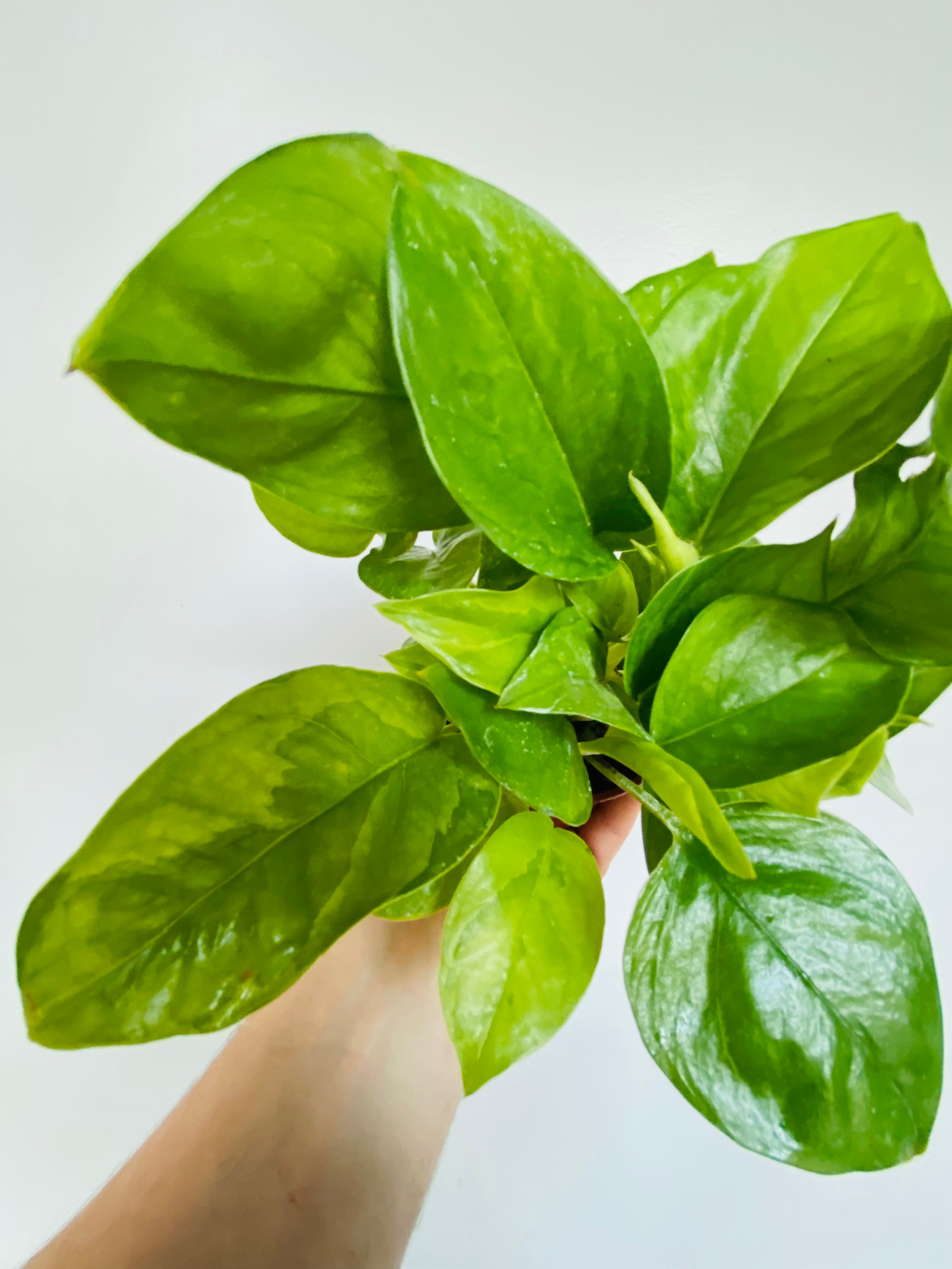 Emerald Pothos - Epipremnum Aureum 'Emerald'