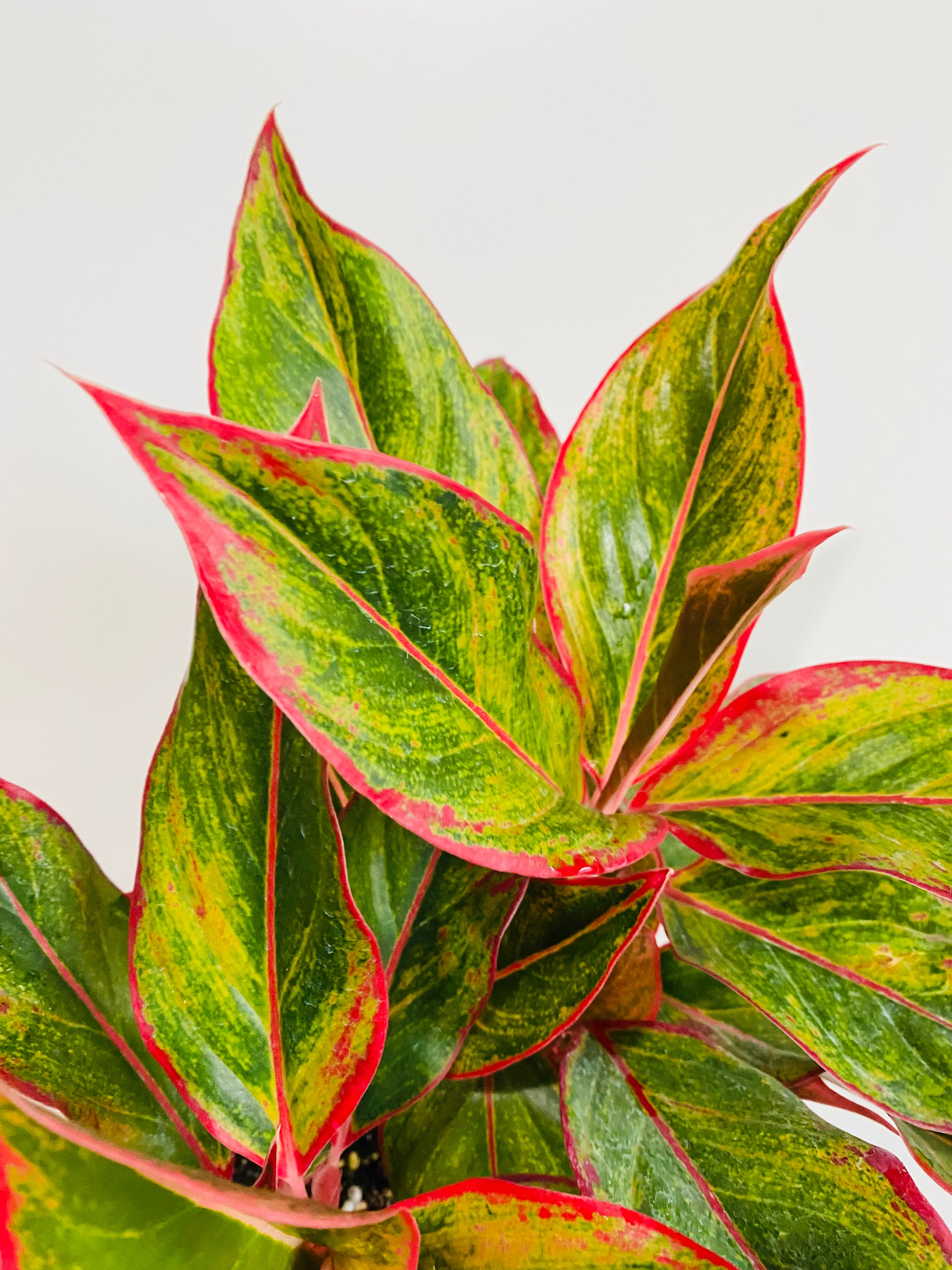 aglaonema creta outdoors southern california Aglaonema 'Creta'