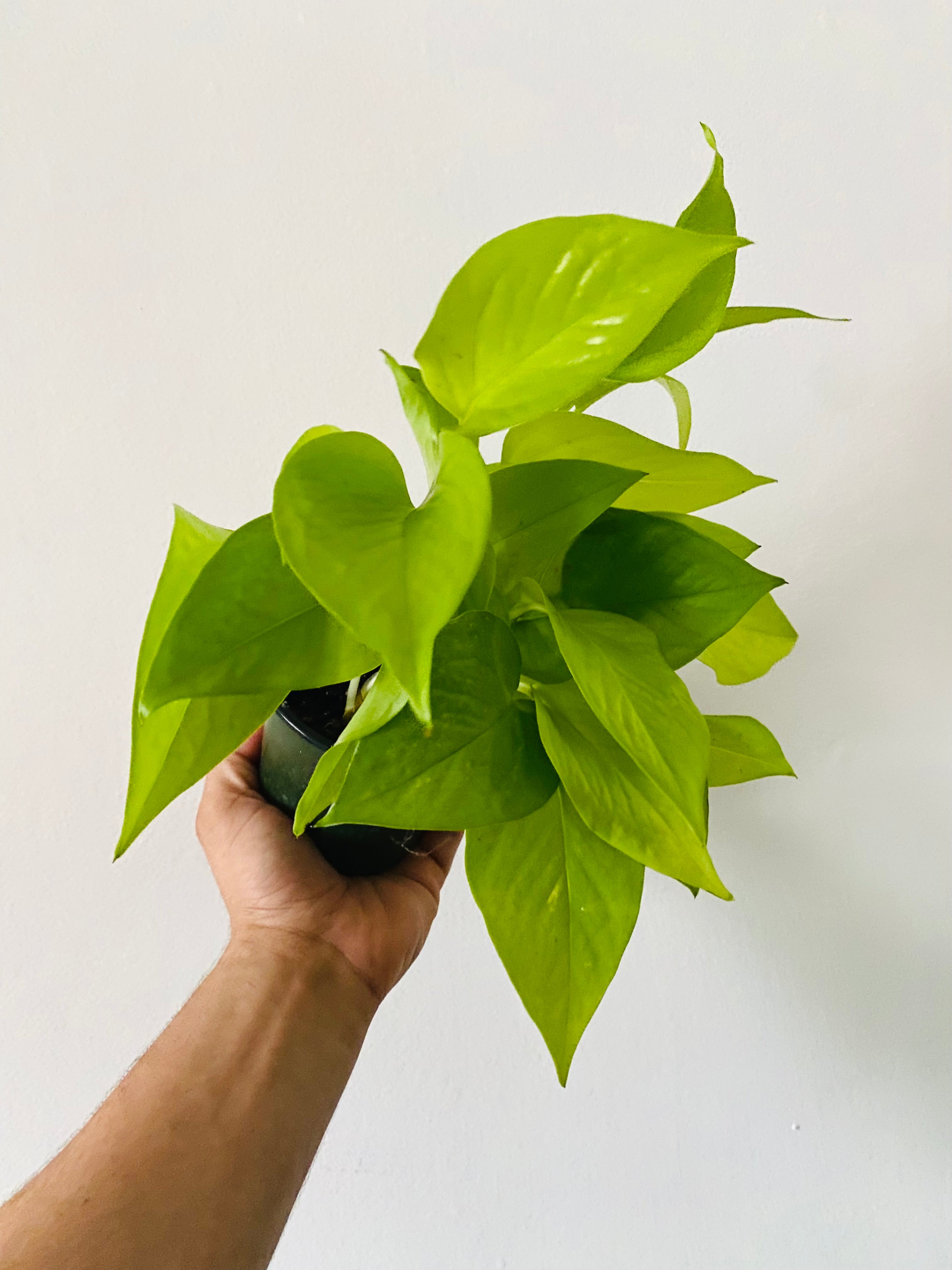 neon pothos vine Epipremnum aureum 'Neon' Pothos (4" Pot)
