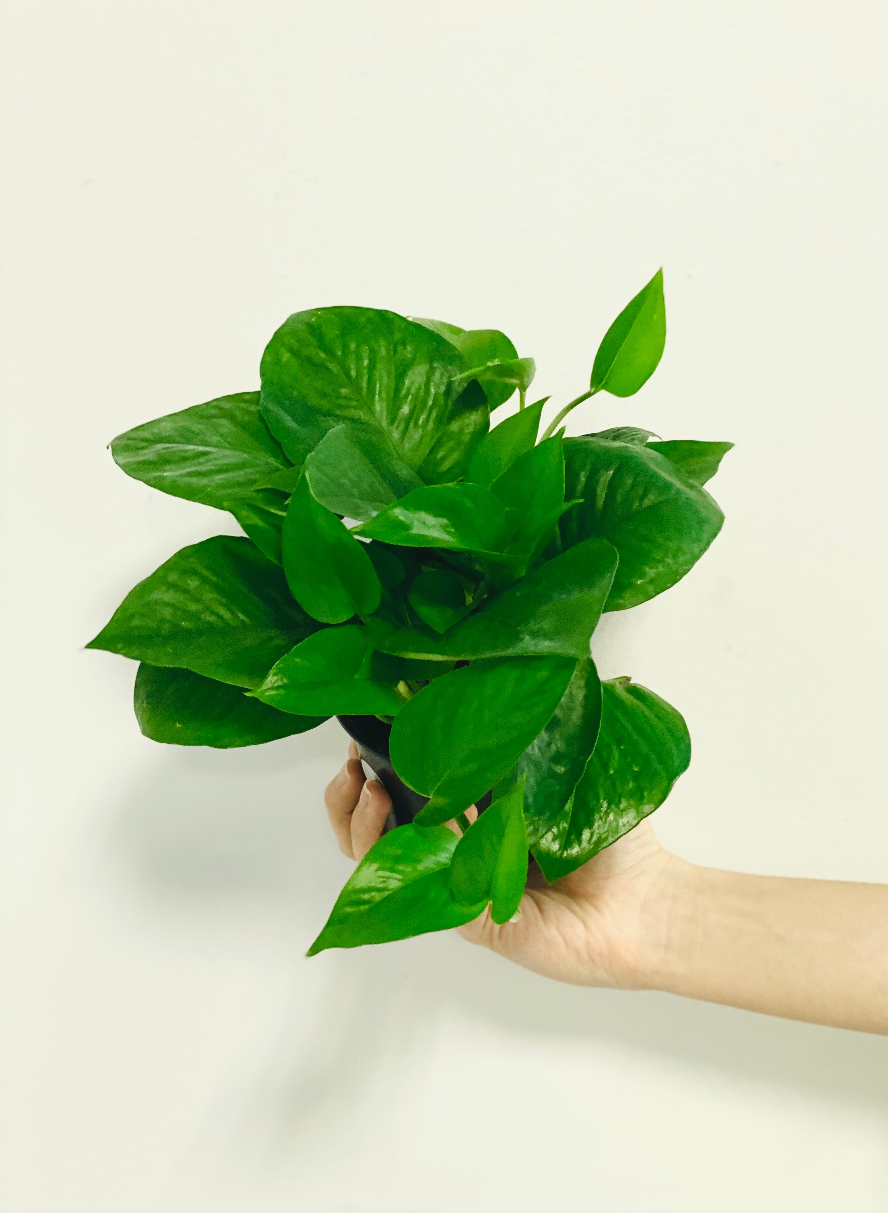 green jade pothos Jade pothos, Epipremnum Aureum