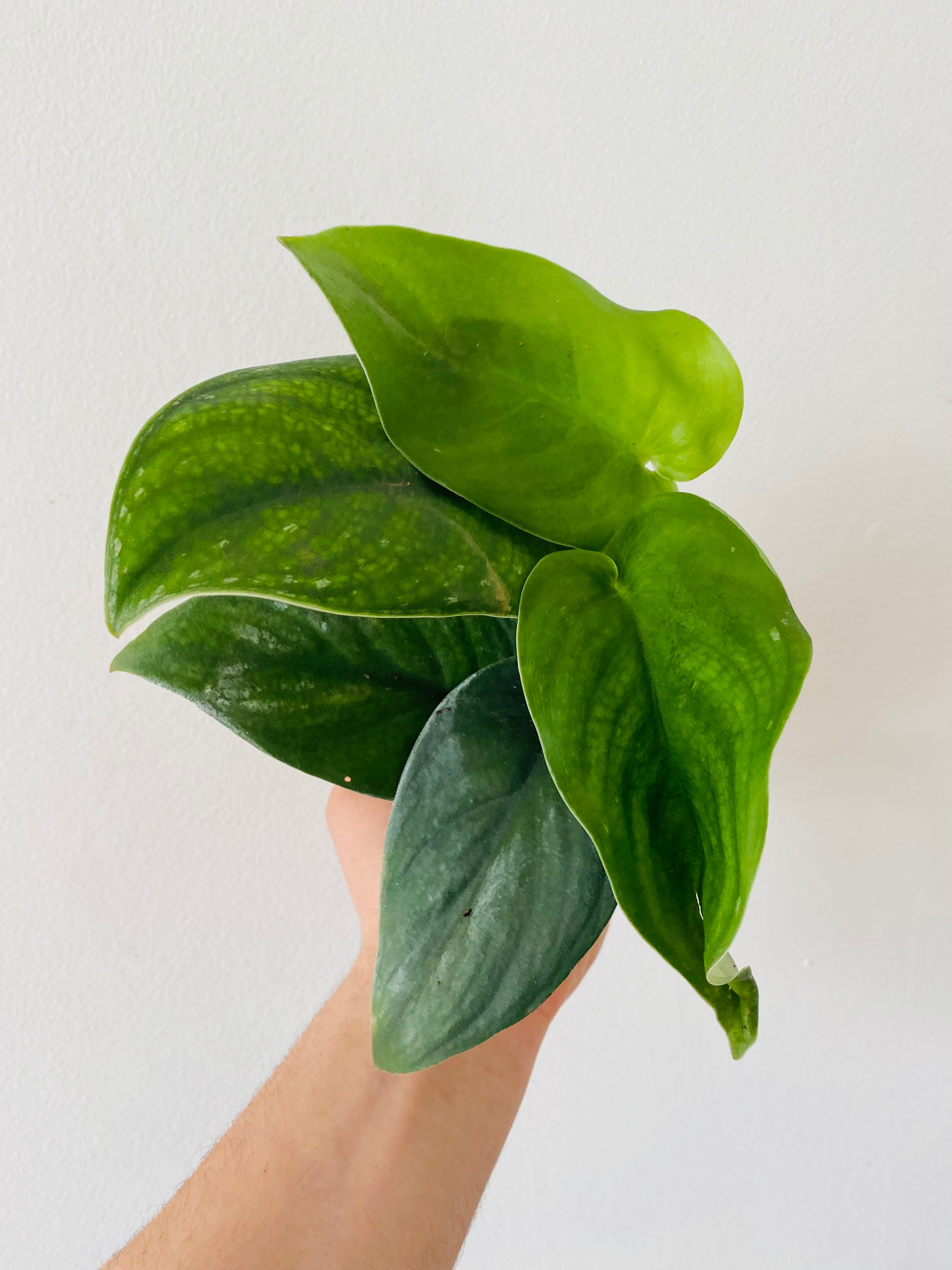 jade satin pothos Scindapsus 4
