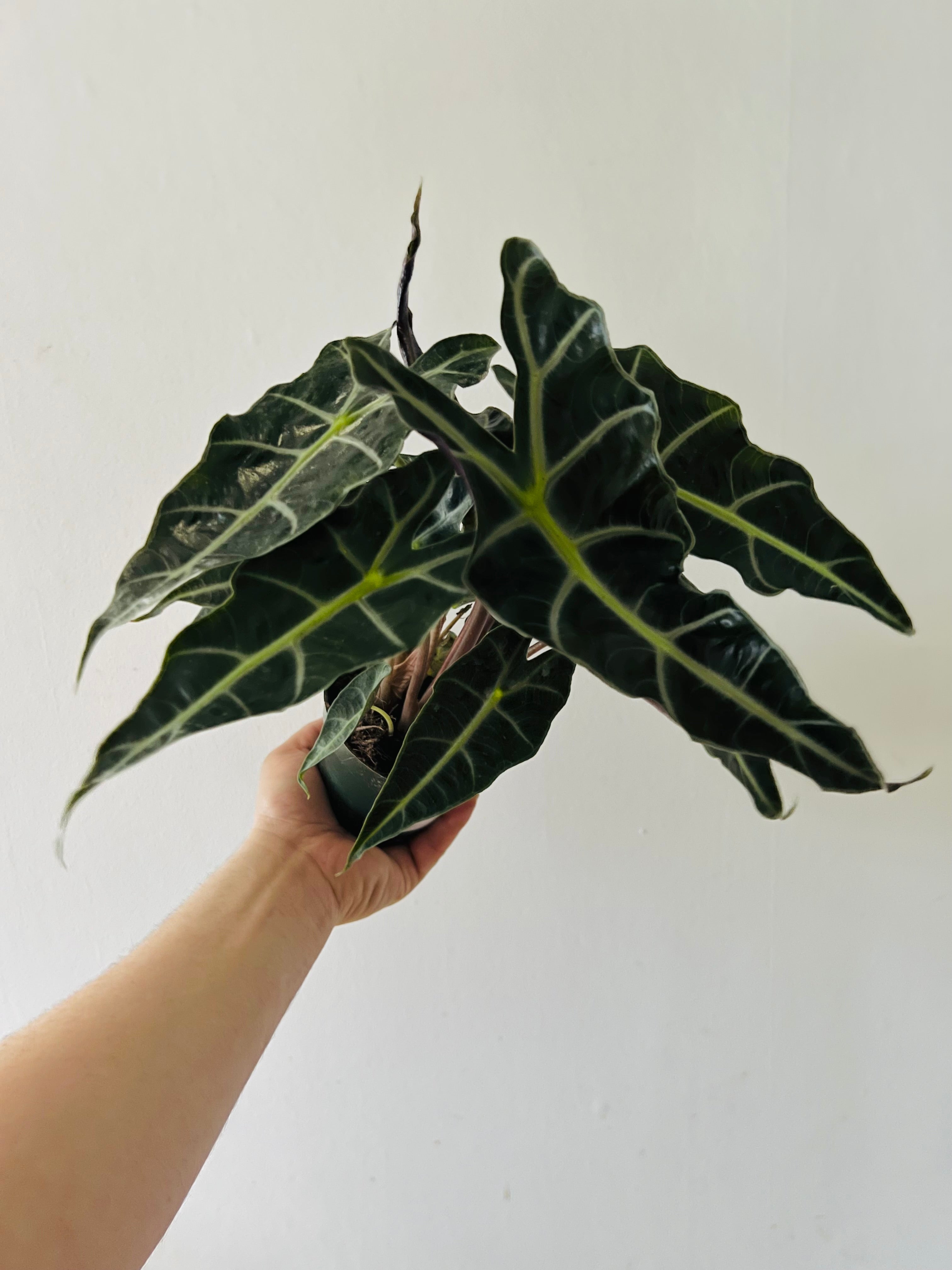 Alocasia amazonica 'Polly' 6 IN