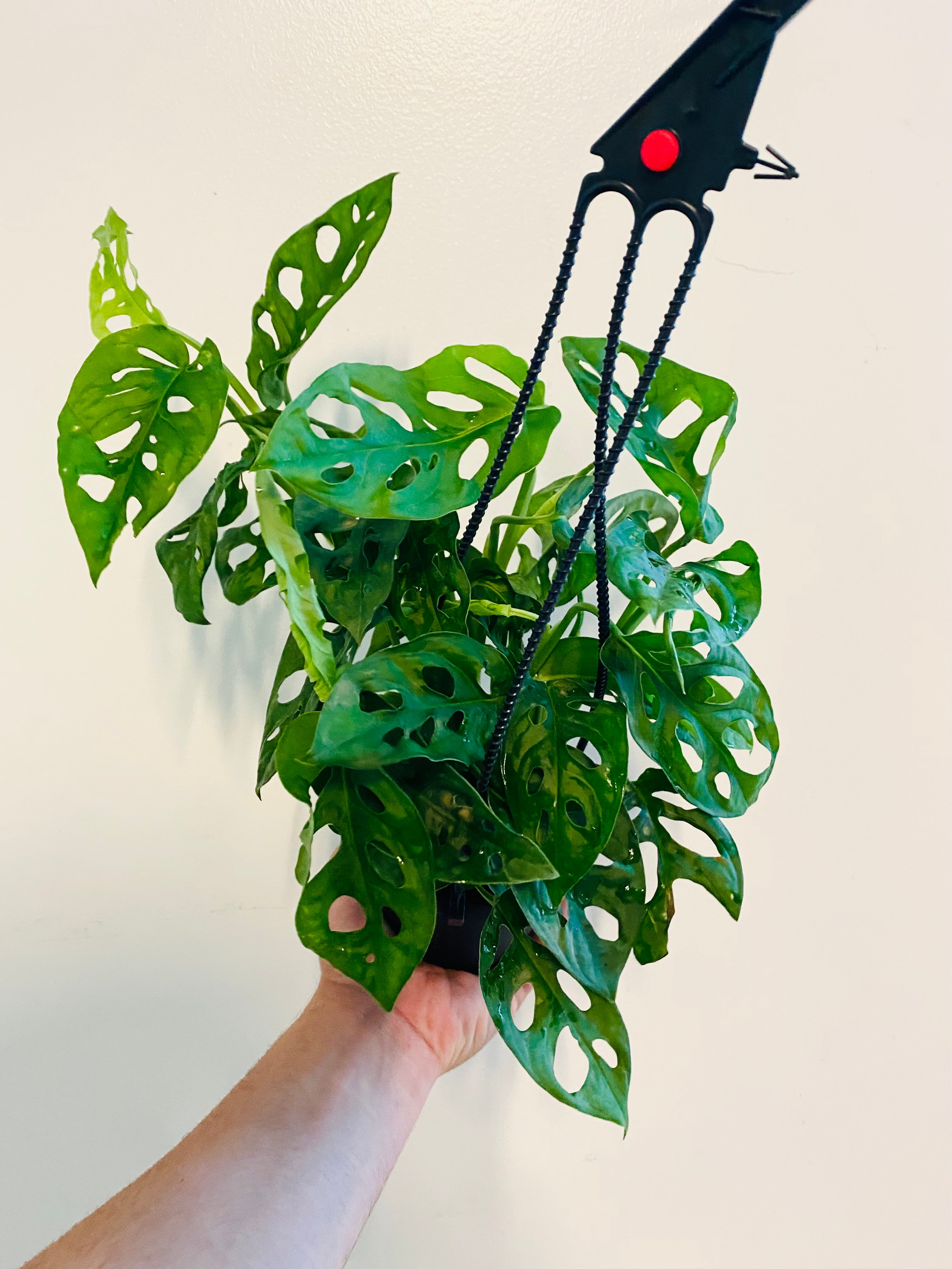 Monstera Adansonii 'Wide Form' - Hanging Basket
