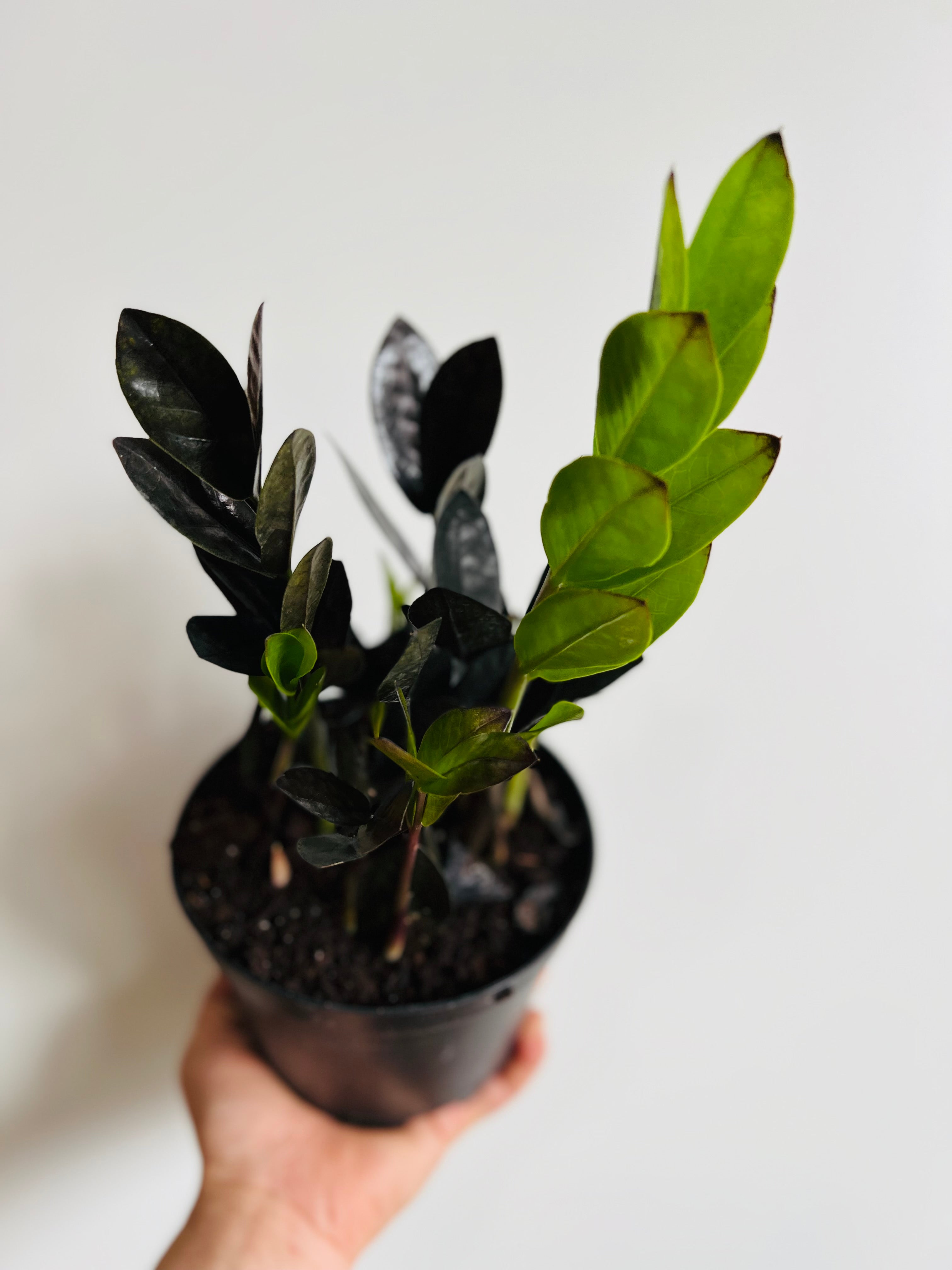 nova star zz plant ZZ 'Nova Star'
