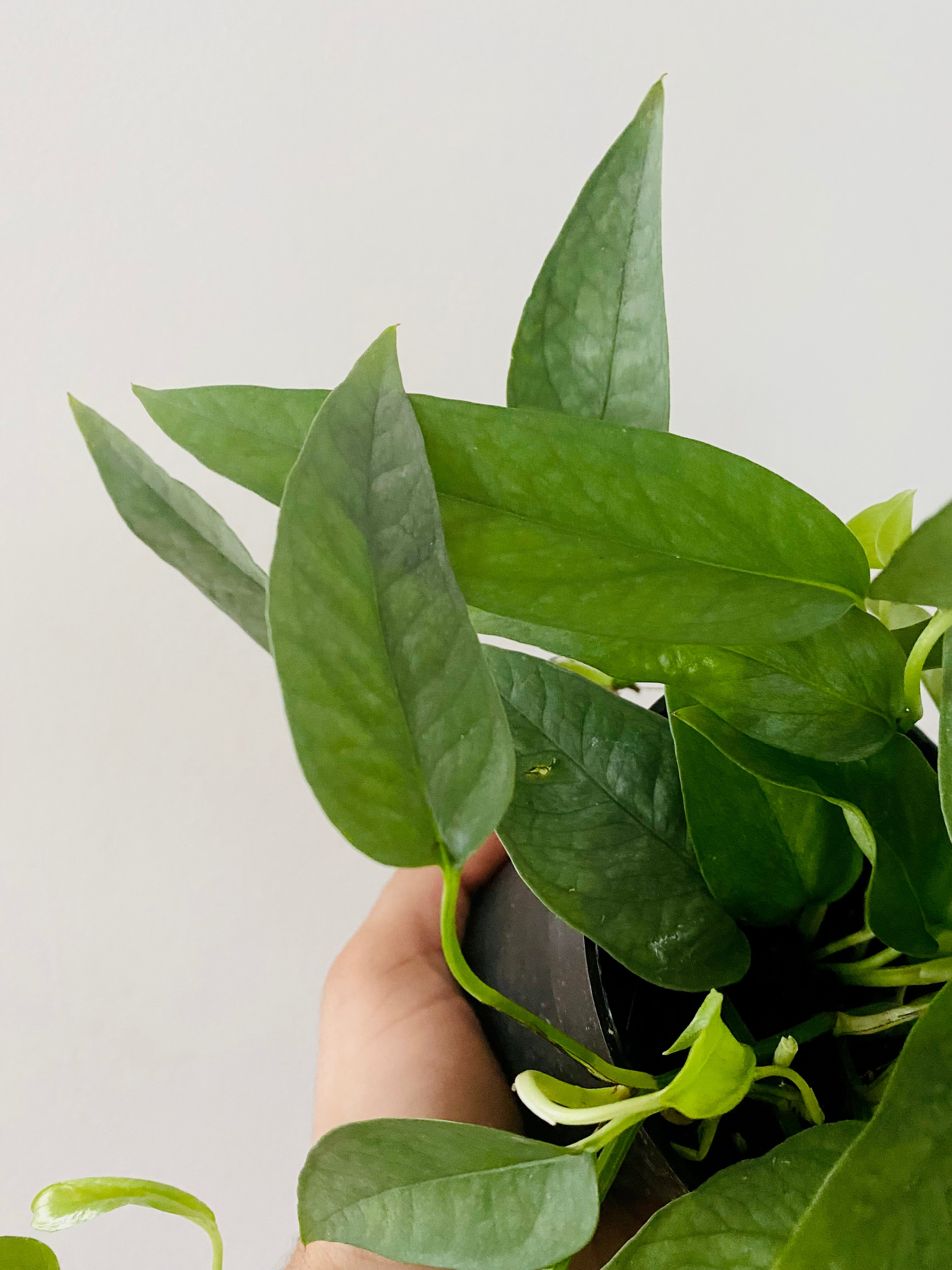 pothos cebu Cebu Blue Pothos (Epipremnum Pinnatum)