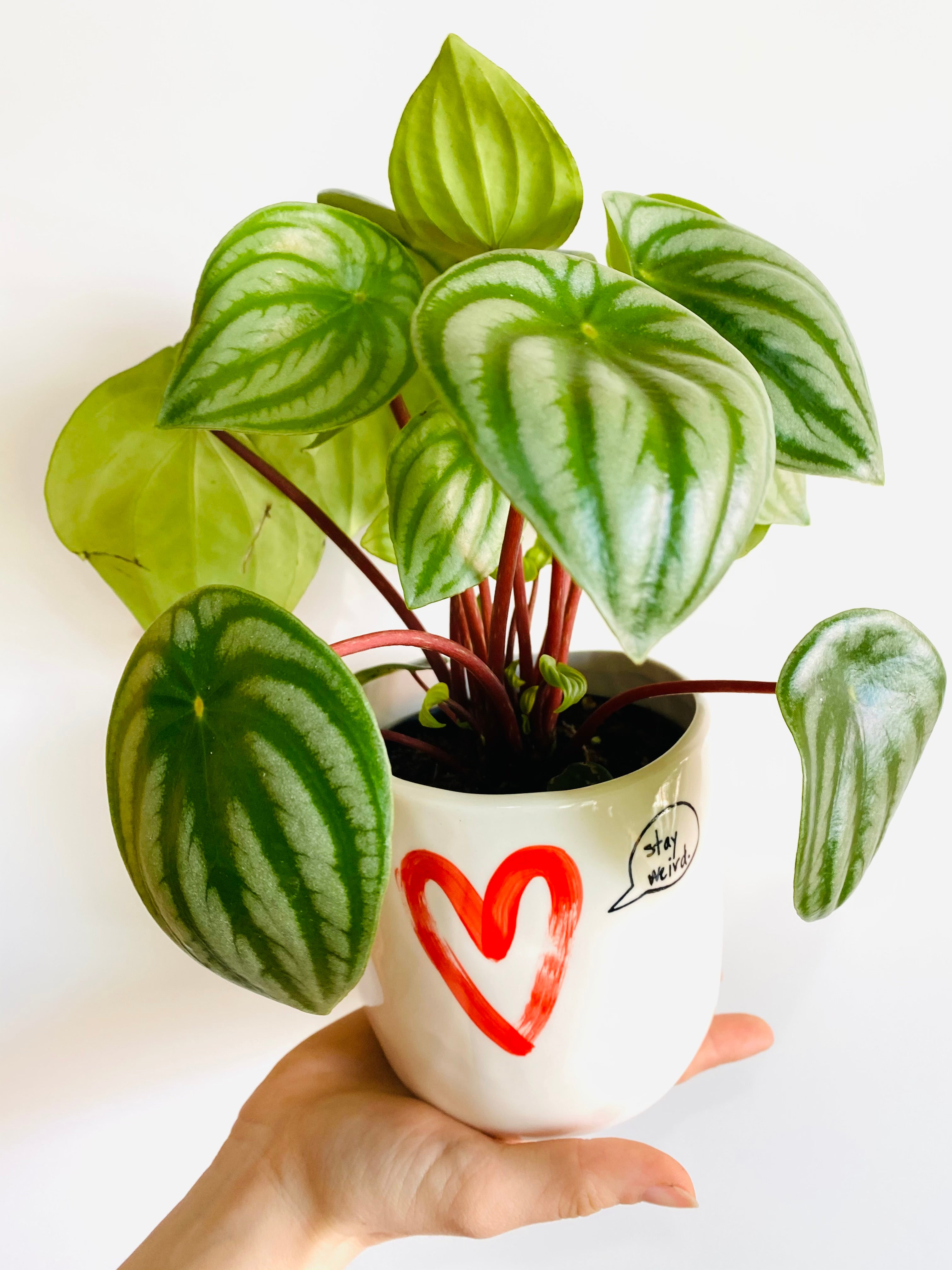 watermelon peperomia indoor plant Peperomia Watermelon