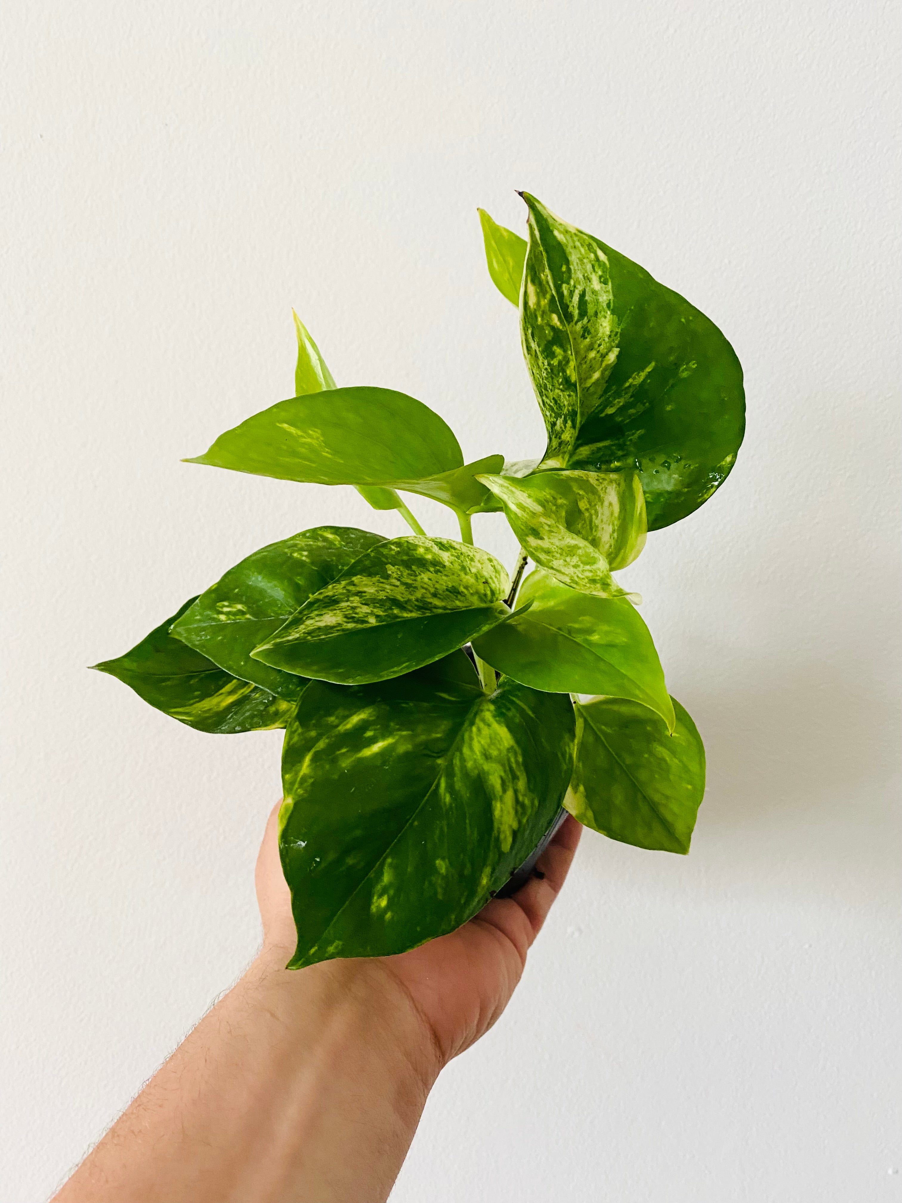 Golden Pothos - Epipremnum Aureum