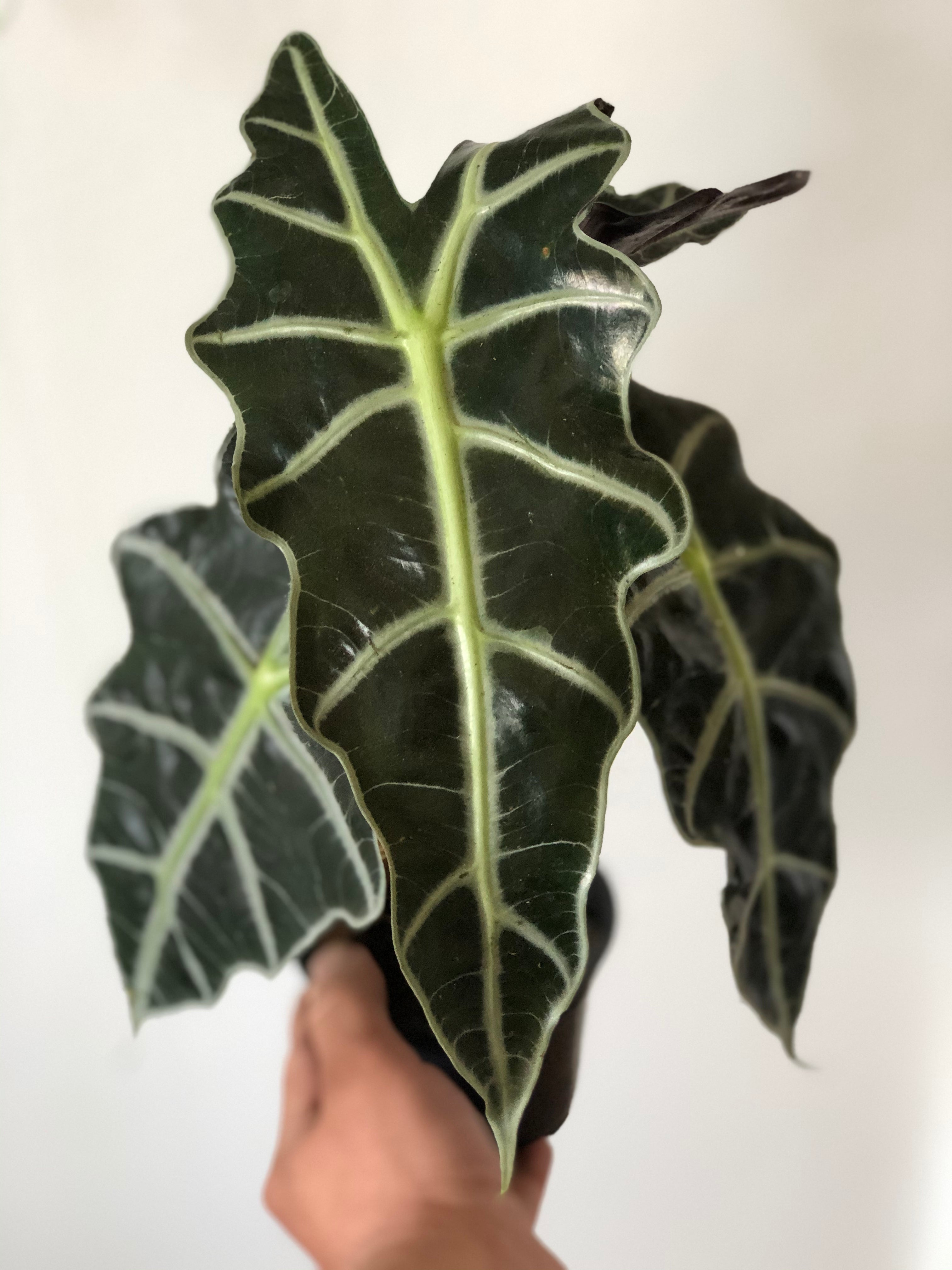 Alocasia Amazonica 'Polly'