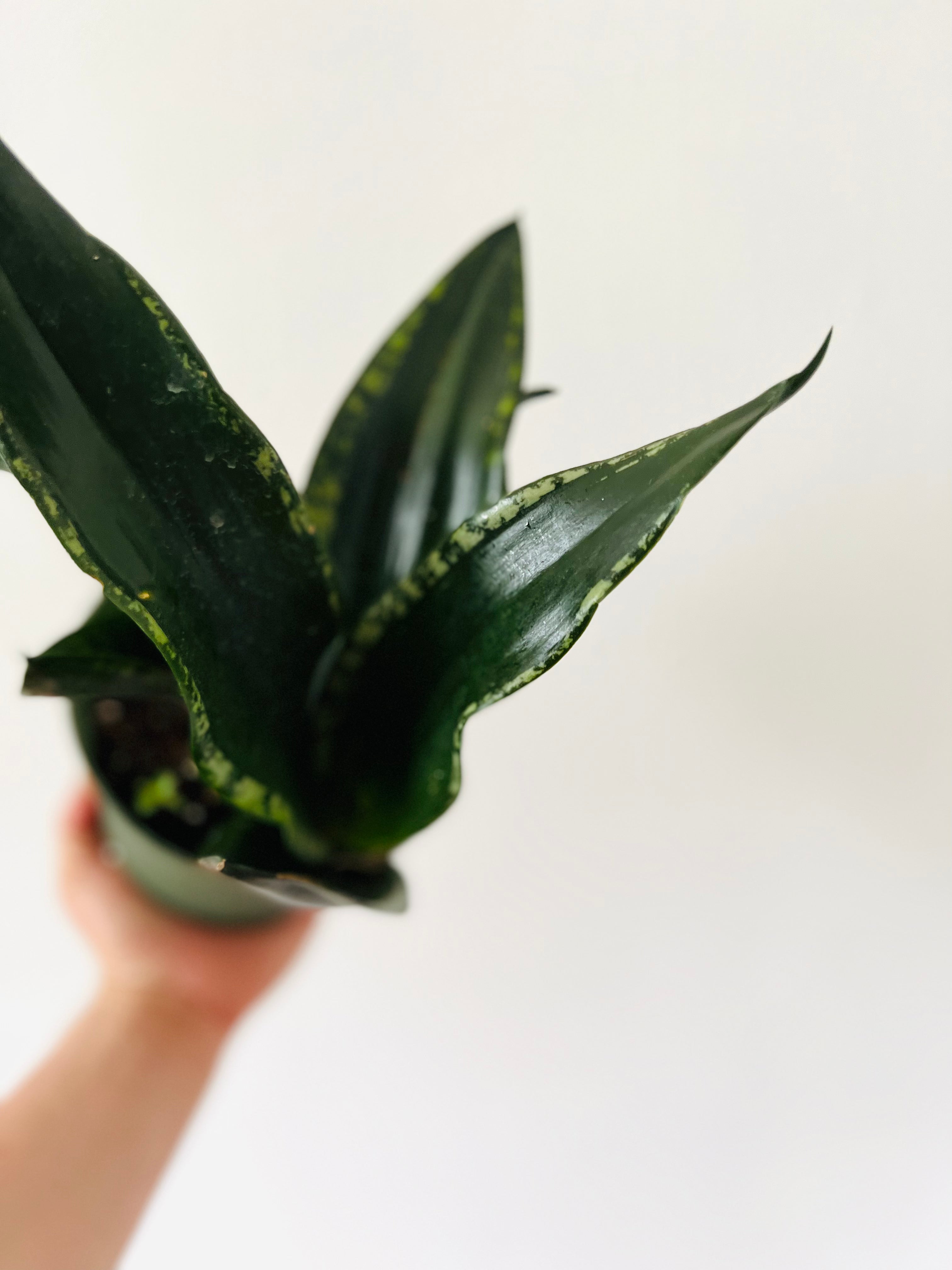 silver flame snake plant Sansevieria Silver Flame