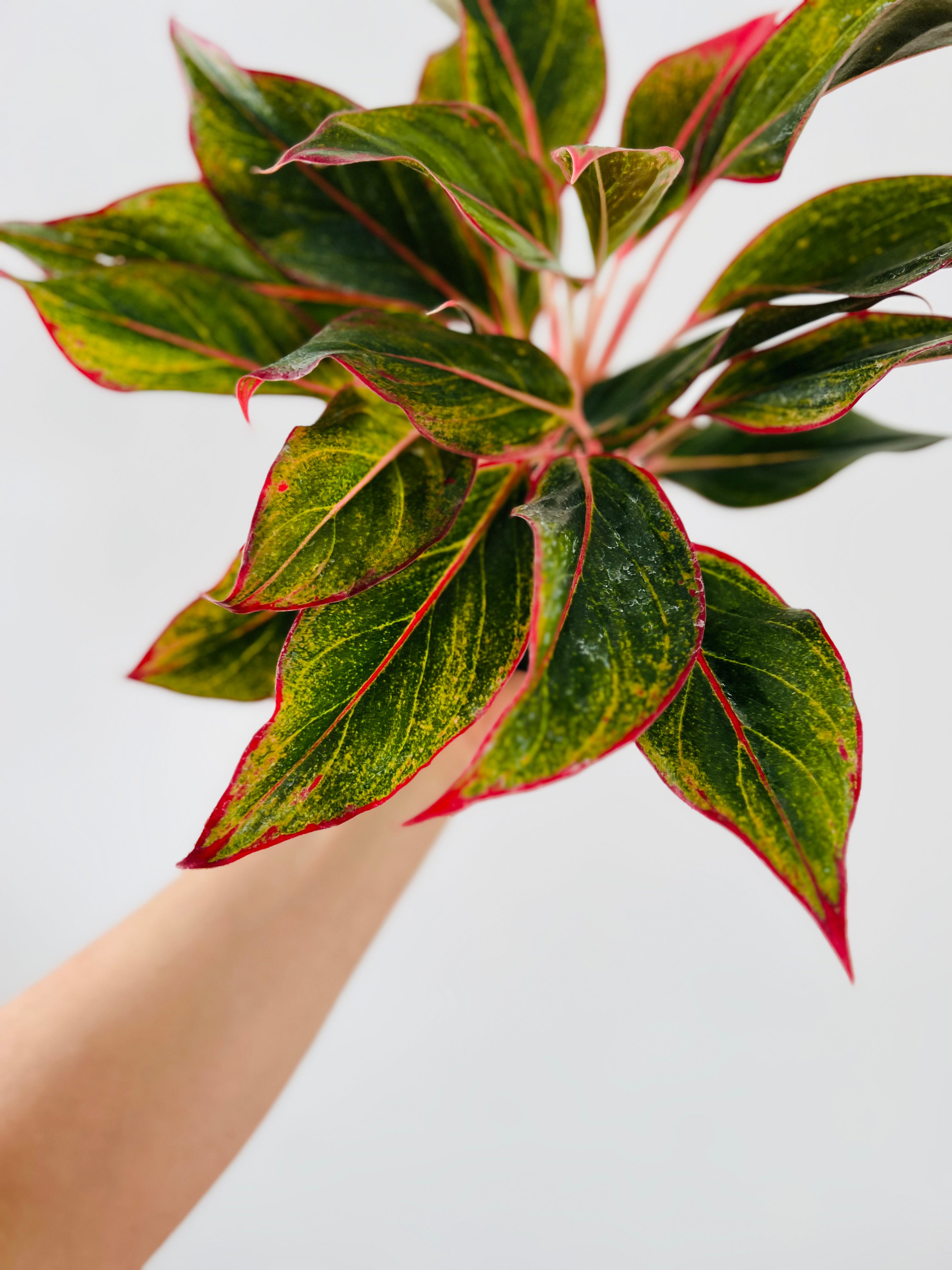 aglaonema firecracker plant Aglaonema Firecracker