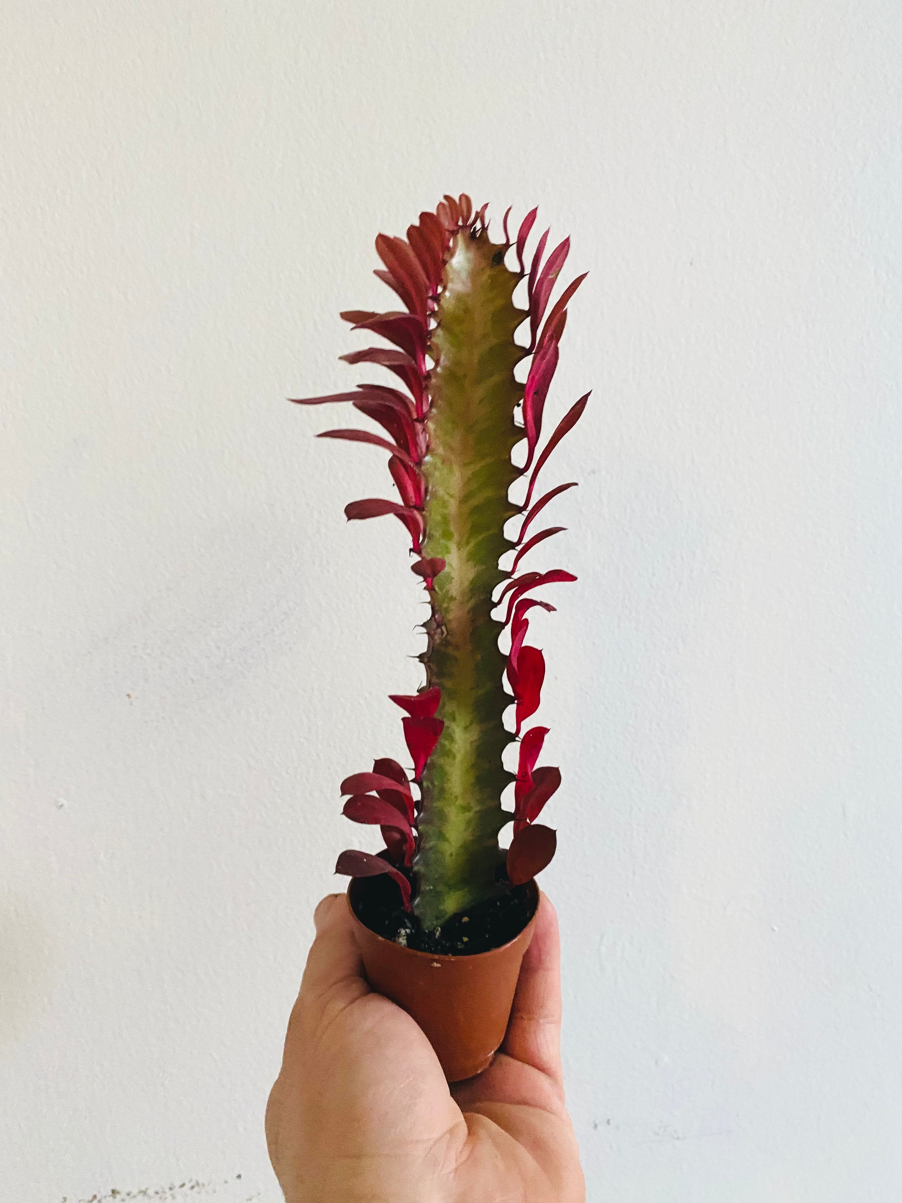 african cactus succulent Euphorbia Trigona 'Rubra' - African Milk Tree