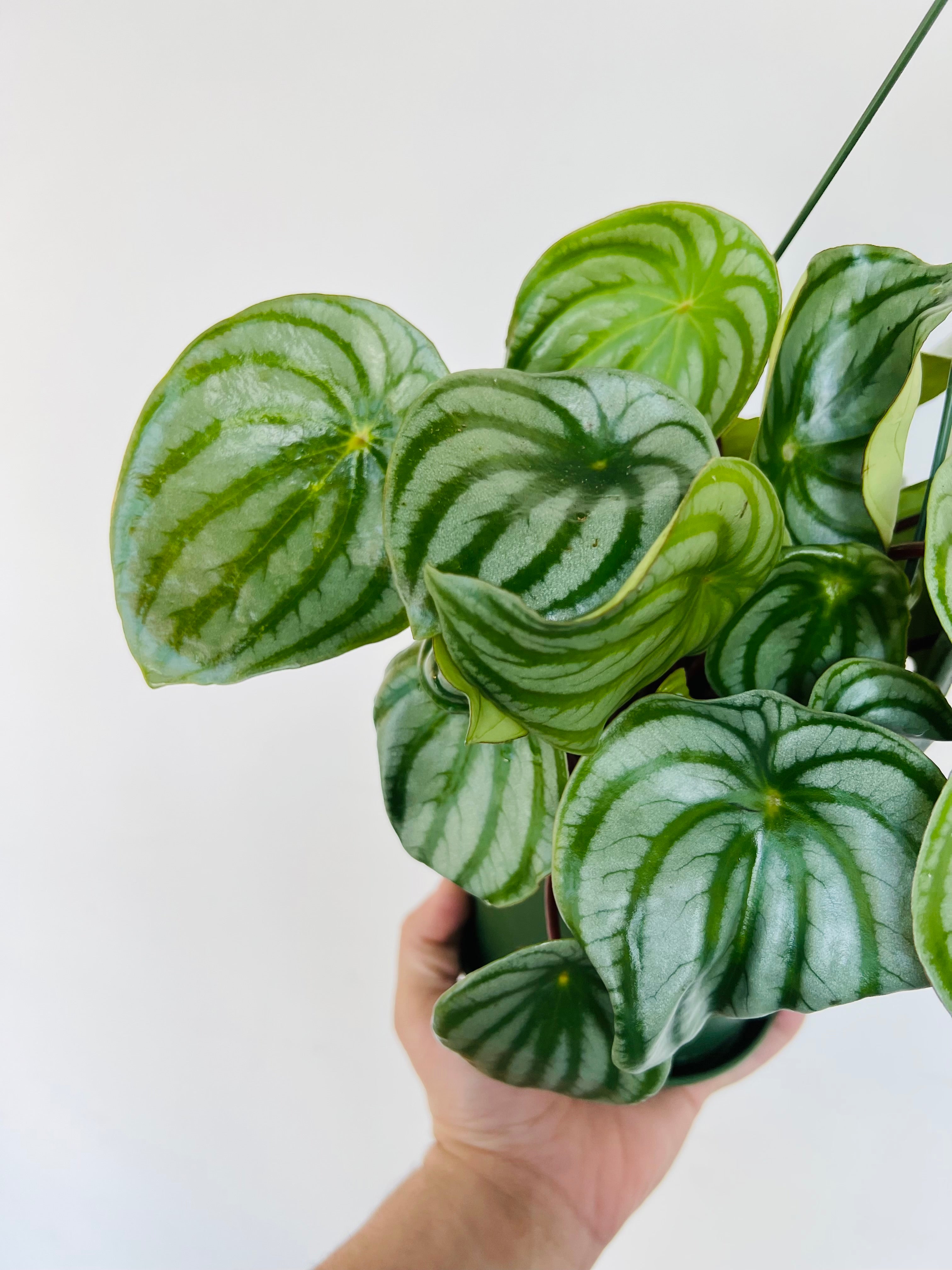 peperomia hanging plant Peperomia Watermelon