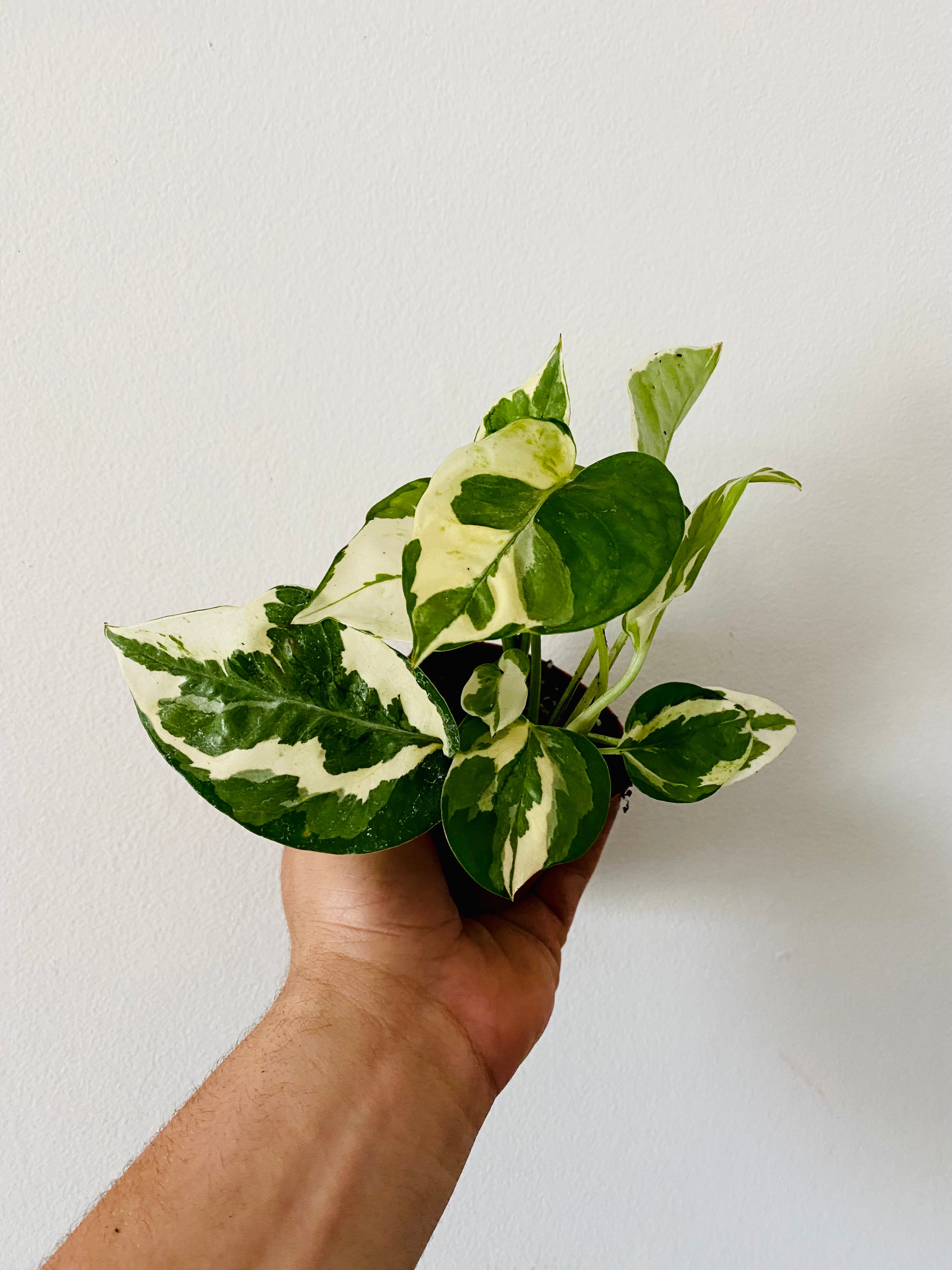 pothos plant etsy Glacier Pothos - Epipremnum Aureum 'Glacier'