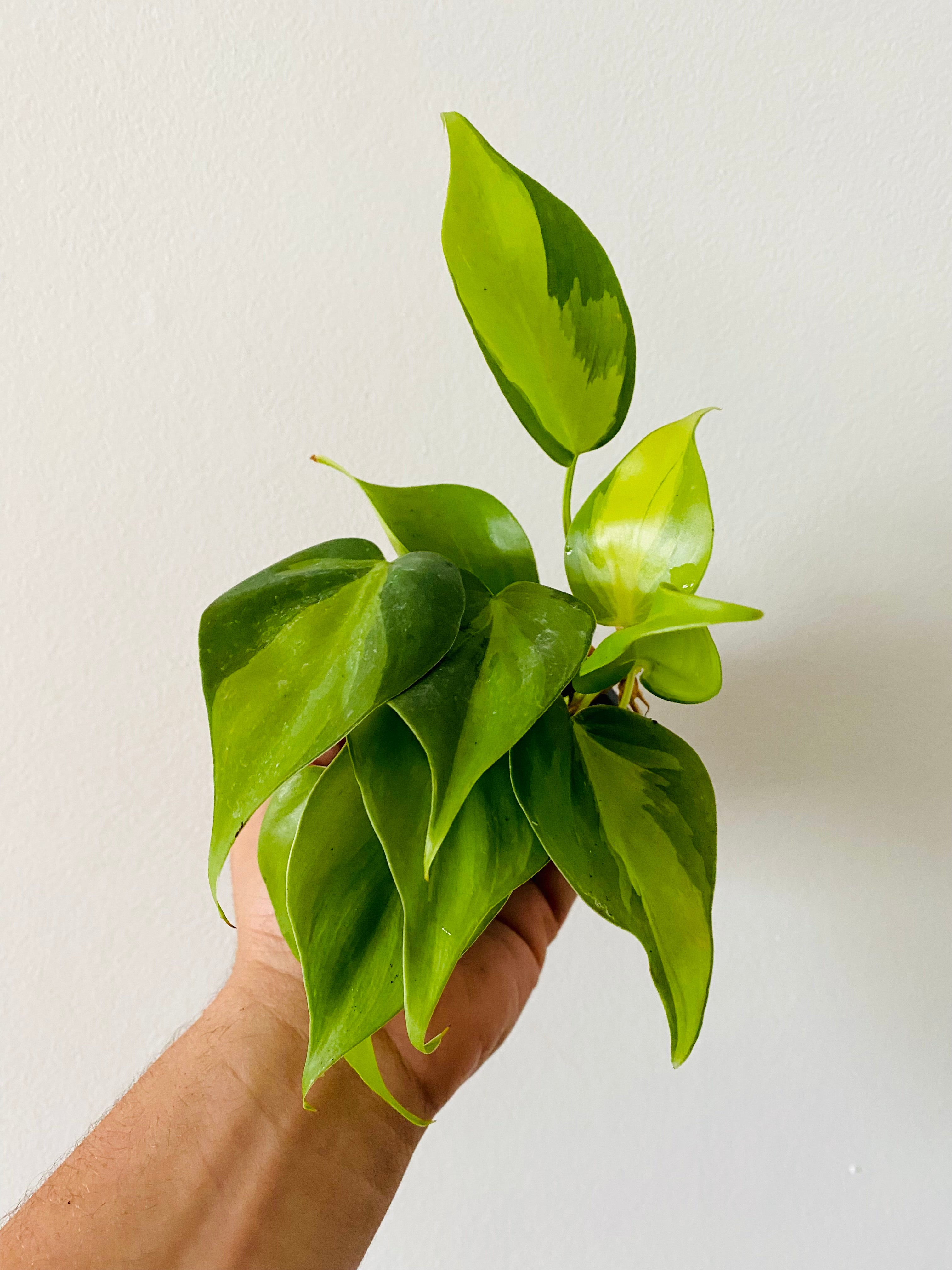 Philodendron Hederaceum 'Brasil'