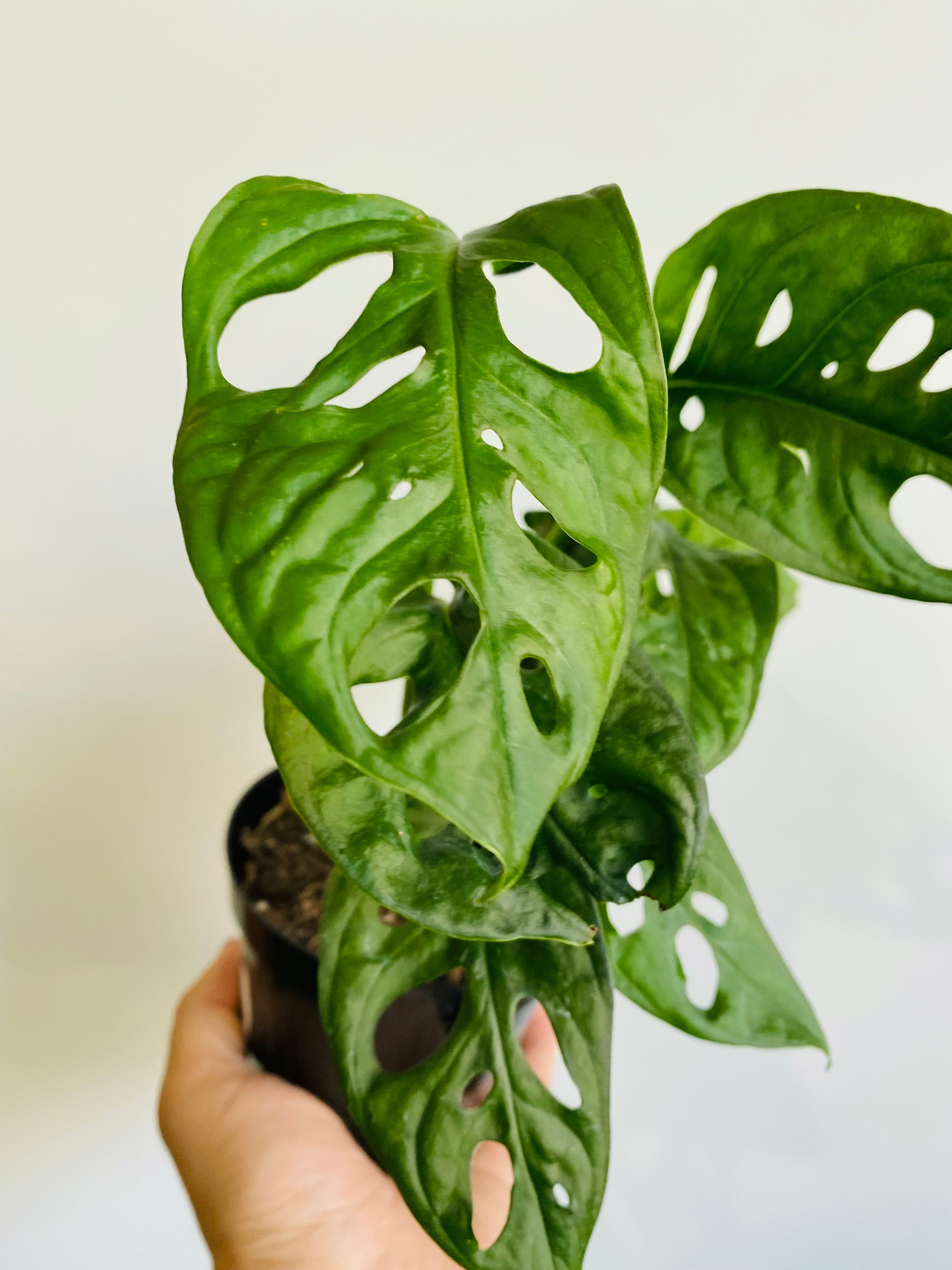 Monstera Adansonii 'Wide Form' - Swiss Cheese Plant