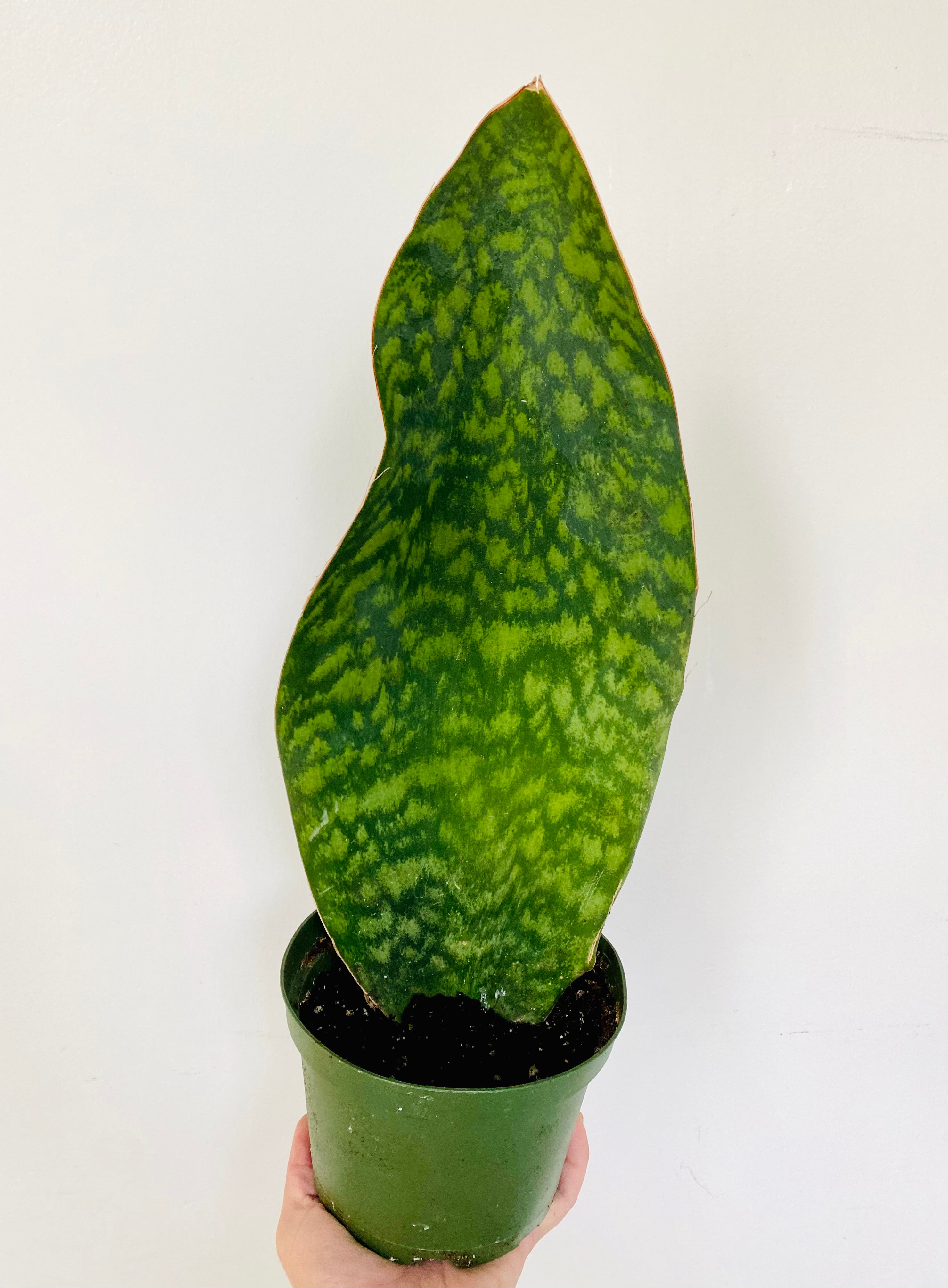 Sansevieria Whale Fin