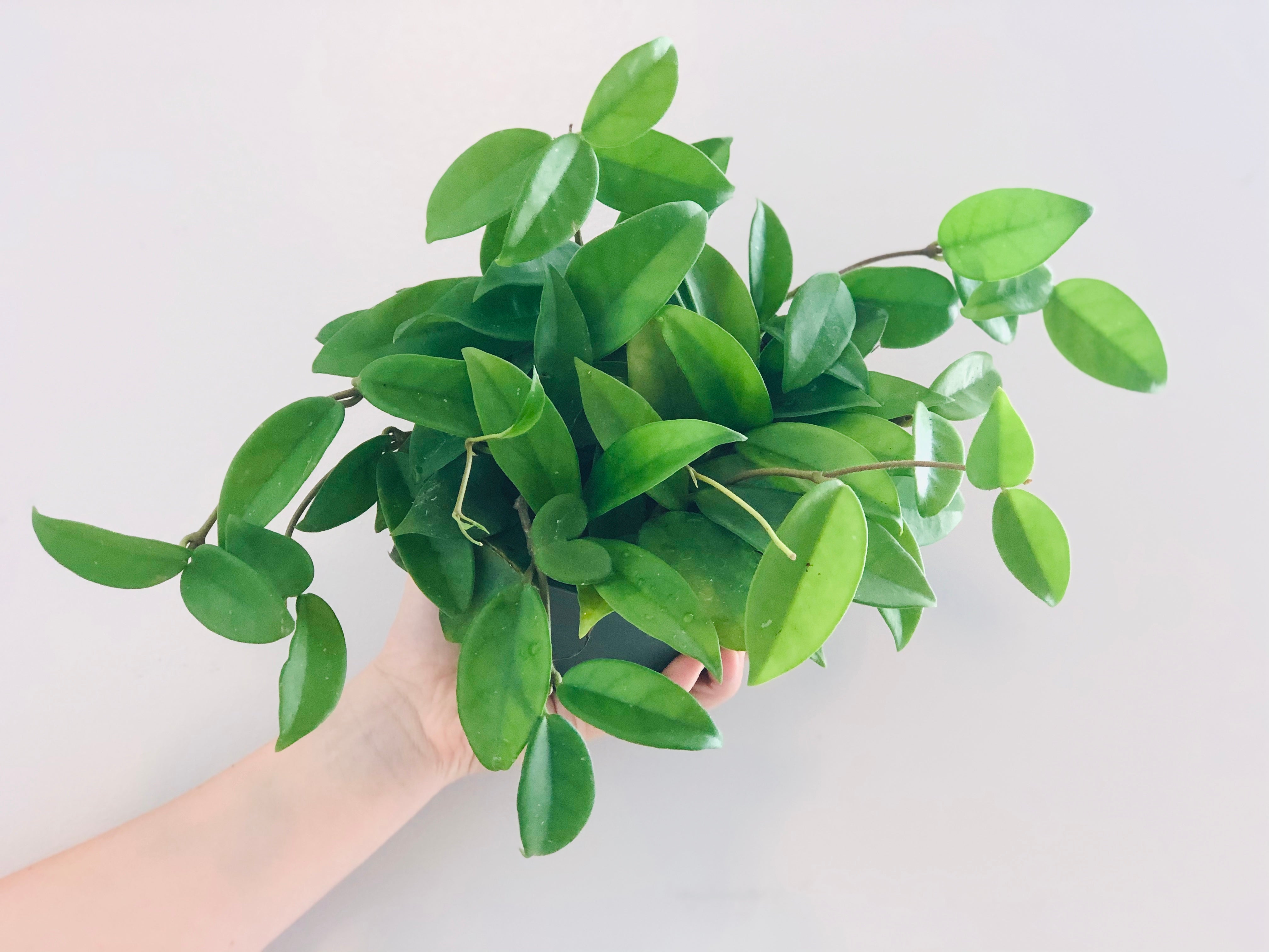 jade hoya plant Hoya Carnosa 'Jade'