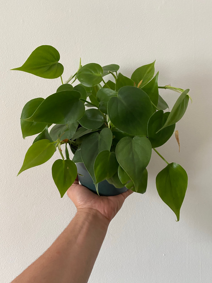 Philodendron Hederaceum 'Heartleaf' - 6