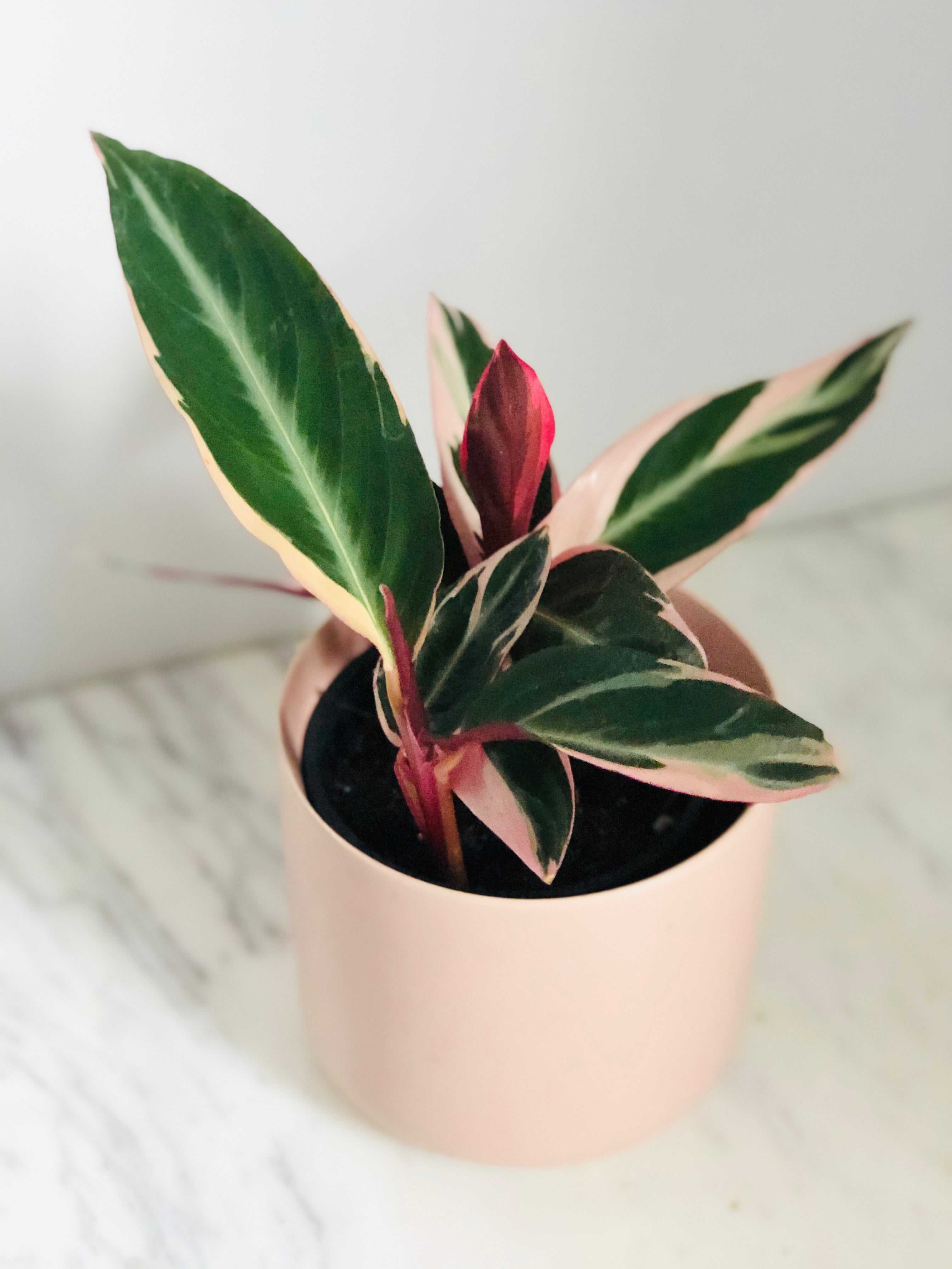 Stromanthe Triostar