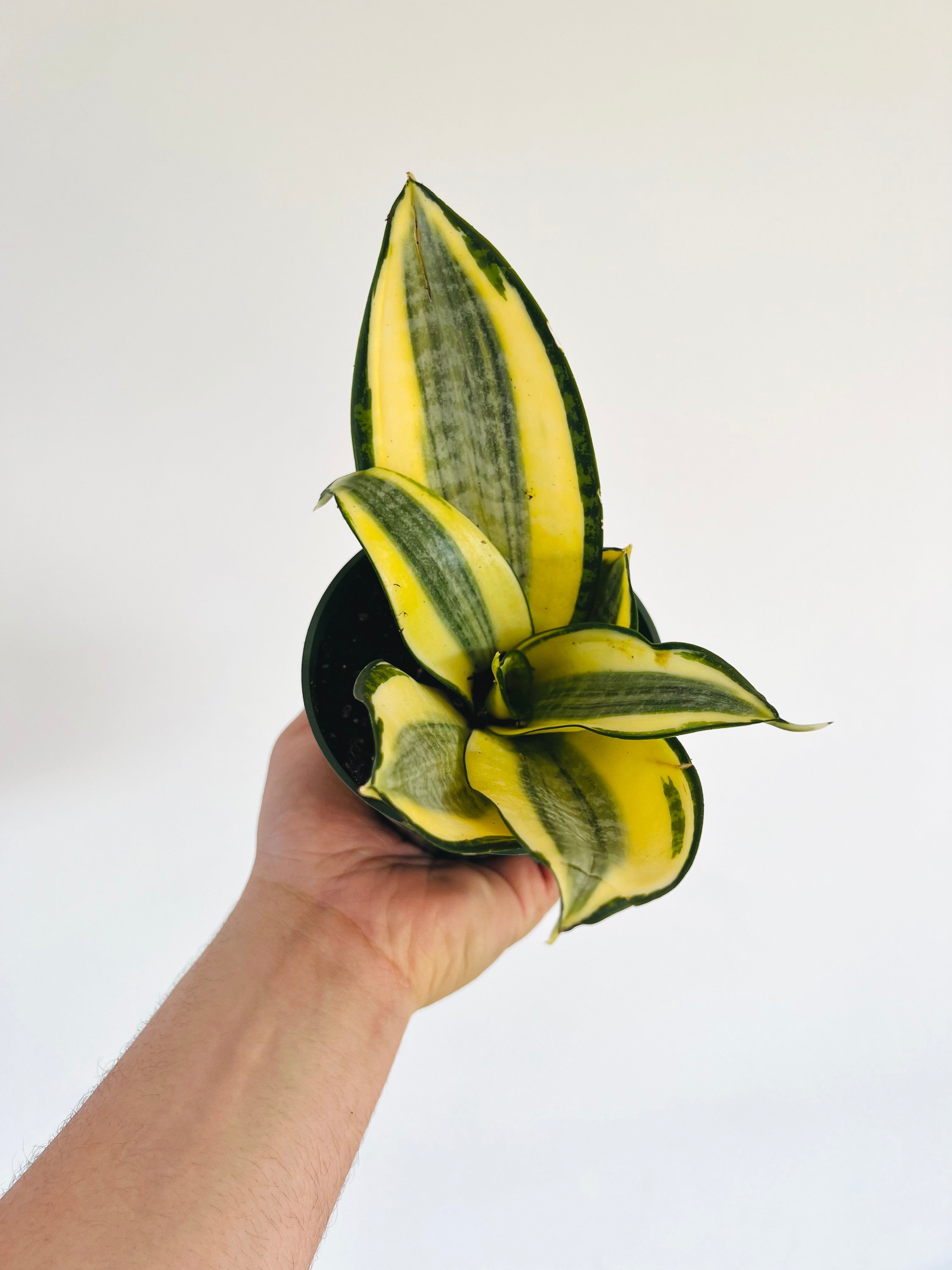 sansevieria lotus hahnii Sansevieria Golden Lotus